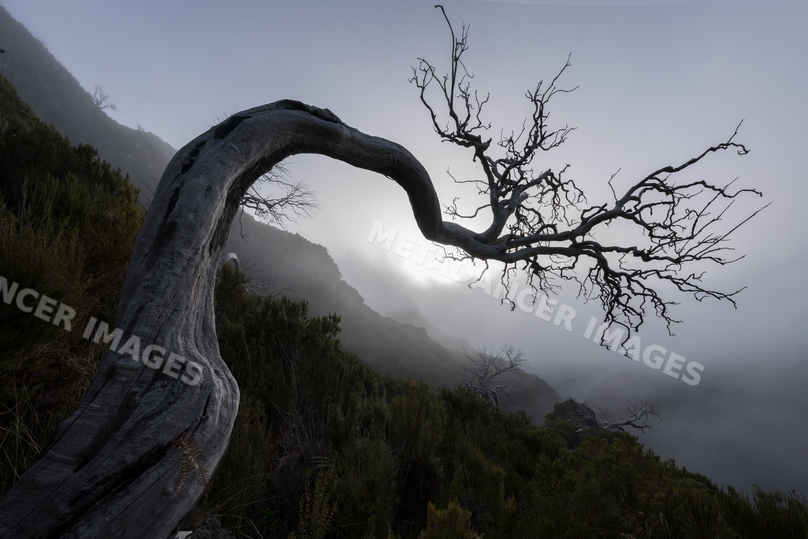 A twisted dead tree stands on a foggy mountainside on Madeira Island