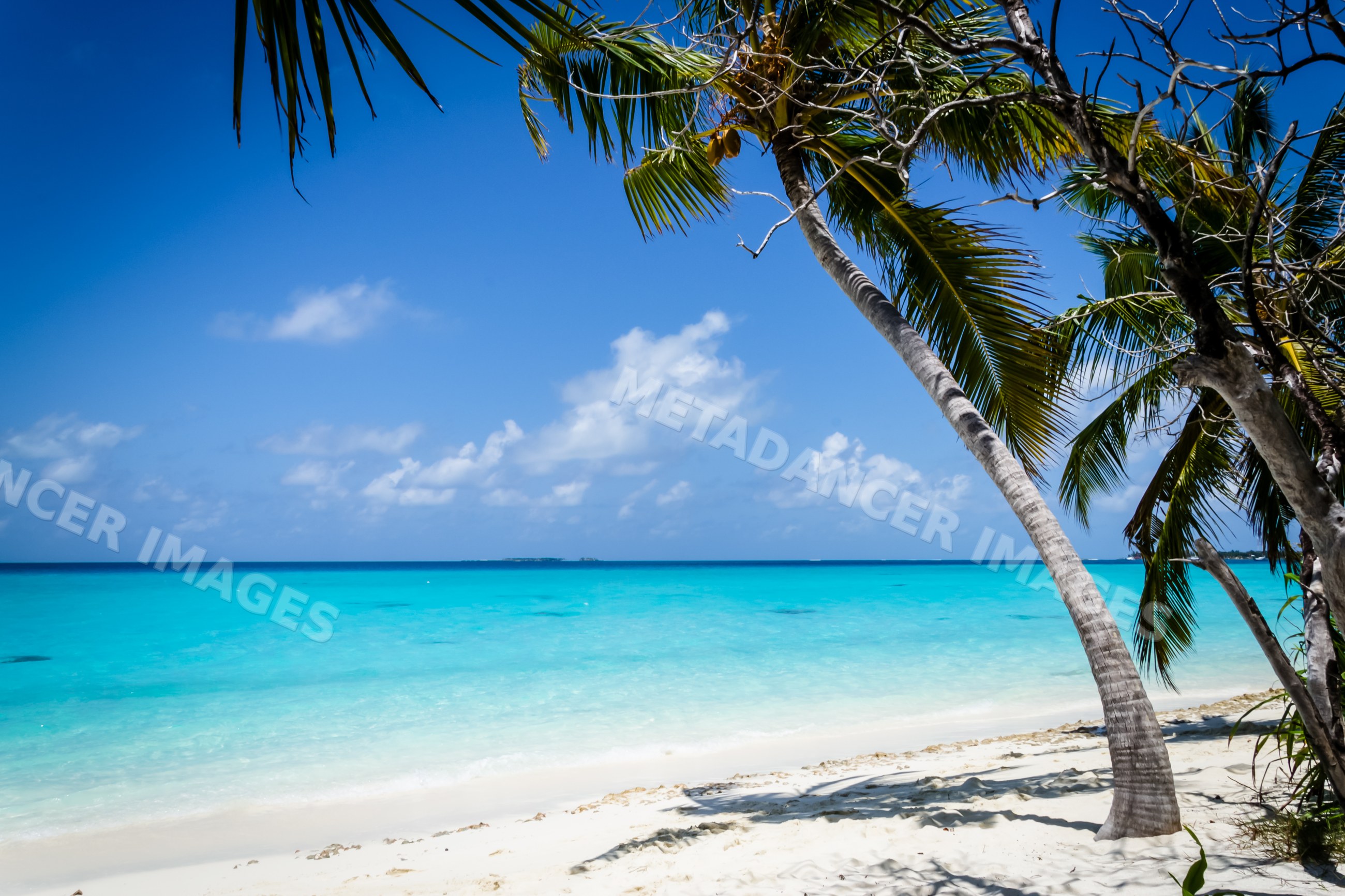 Tropical beach with palms and turquoise ocean water in a beach