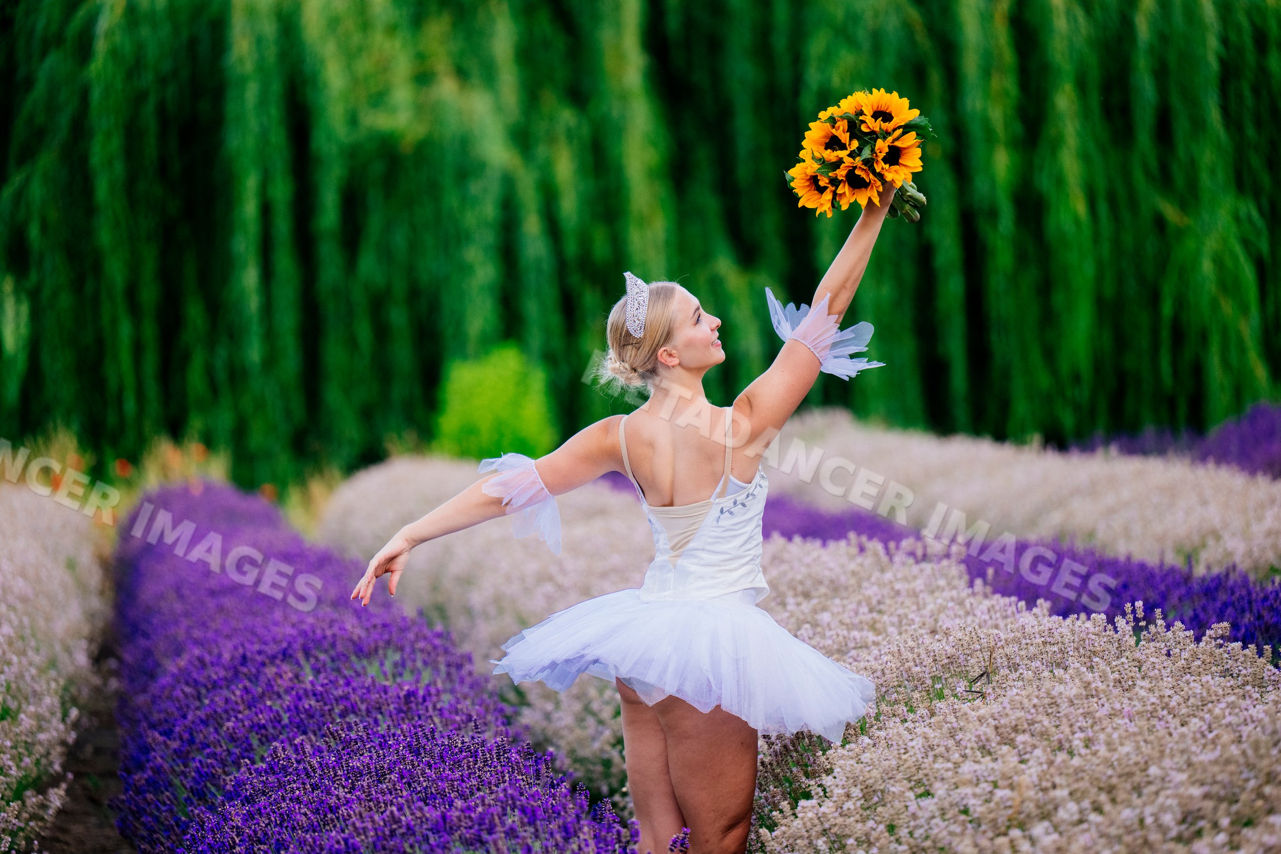 A white dancer performs in a lavender field holding sunflowers
