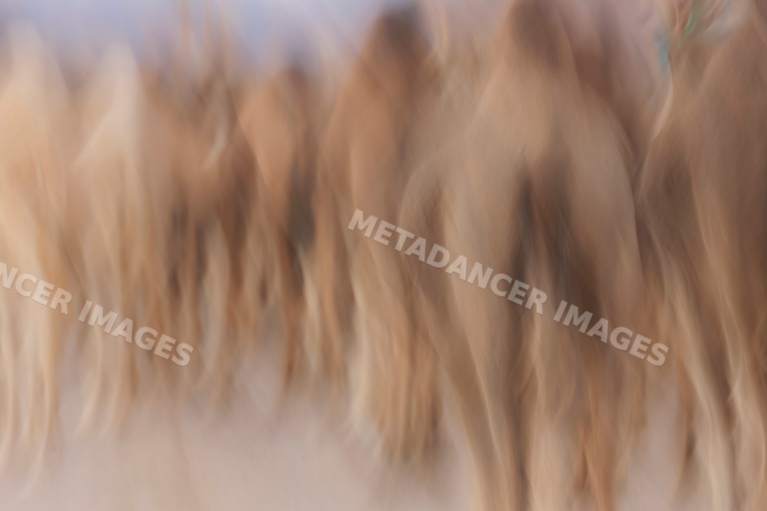 Rear end view of a Herd of Camels in zagora desert Morocco