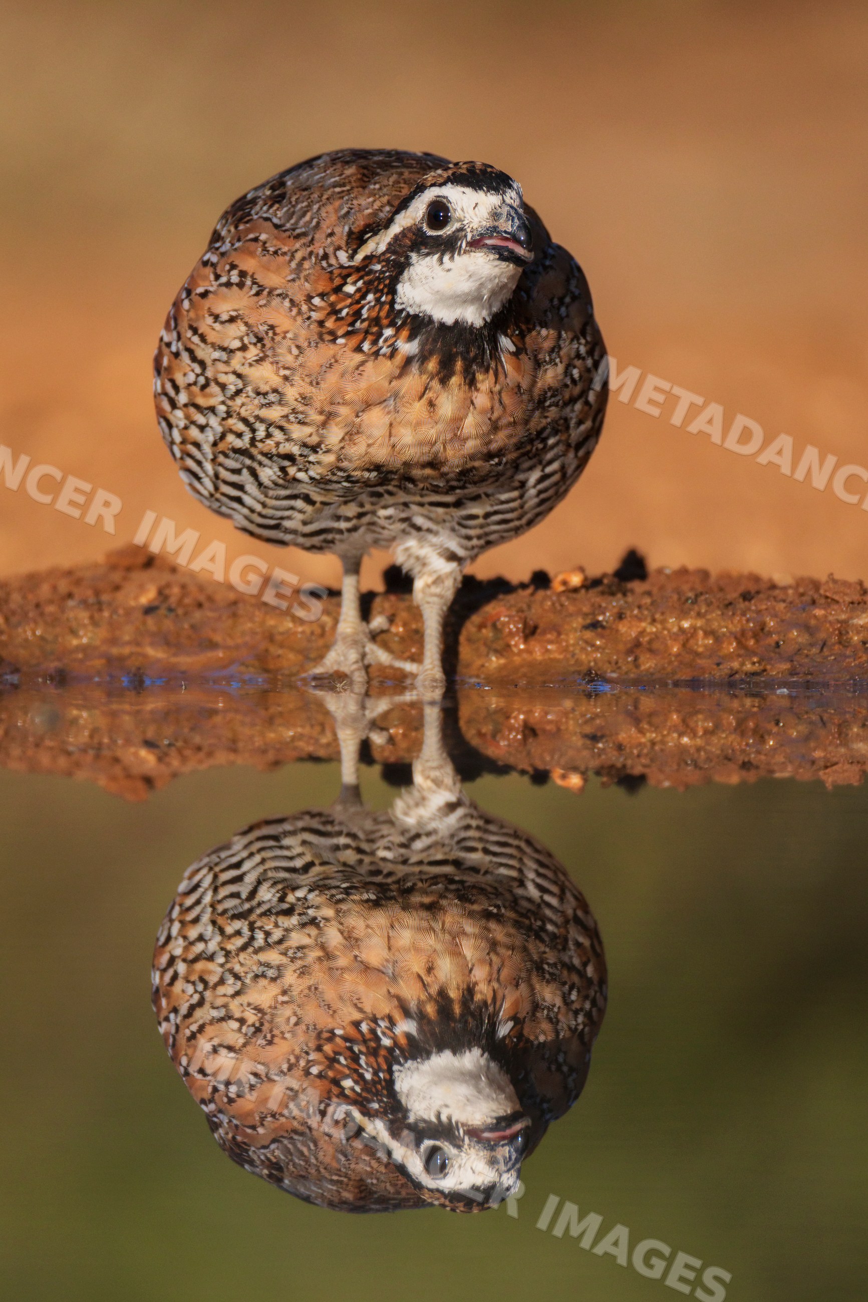 Bobwhite Quail reflected in water at santa clara Ranch, Texas