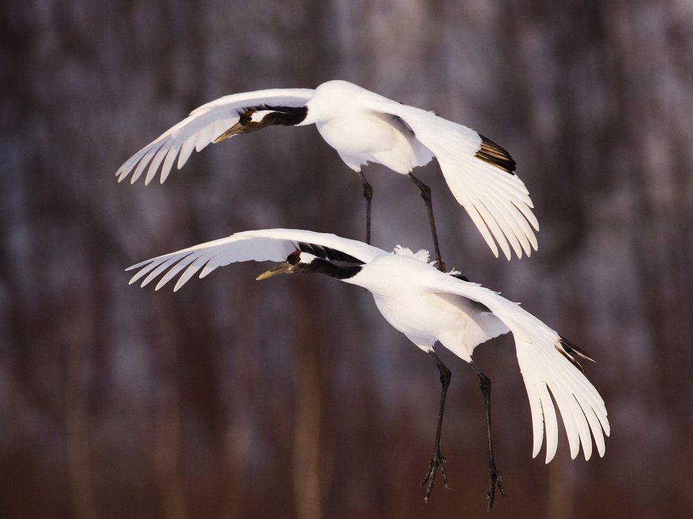 Red crowned cranes flying in winter, Japan