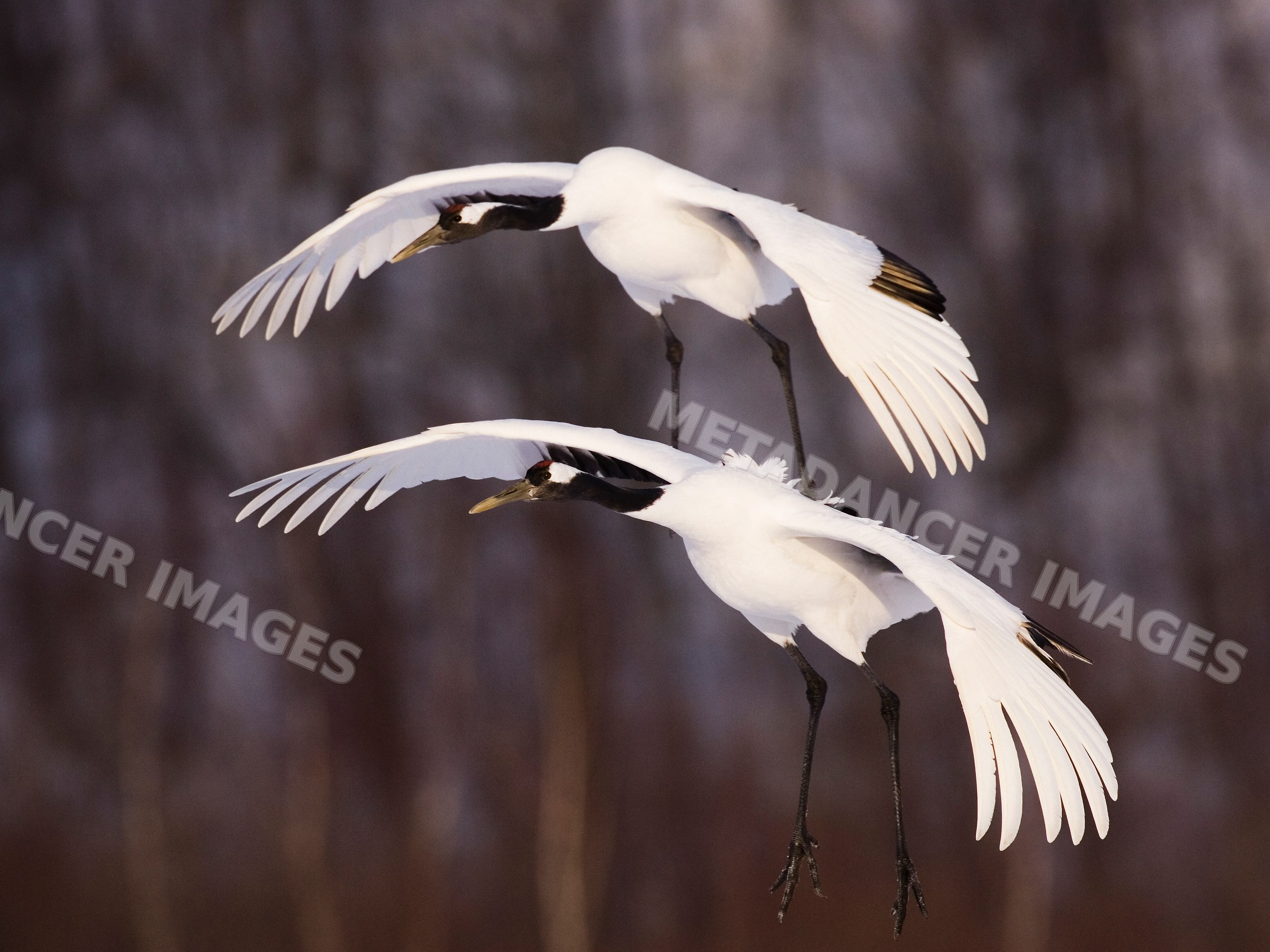 Red crowned cranes flying in winter, Japan