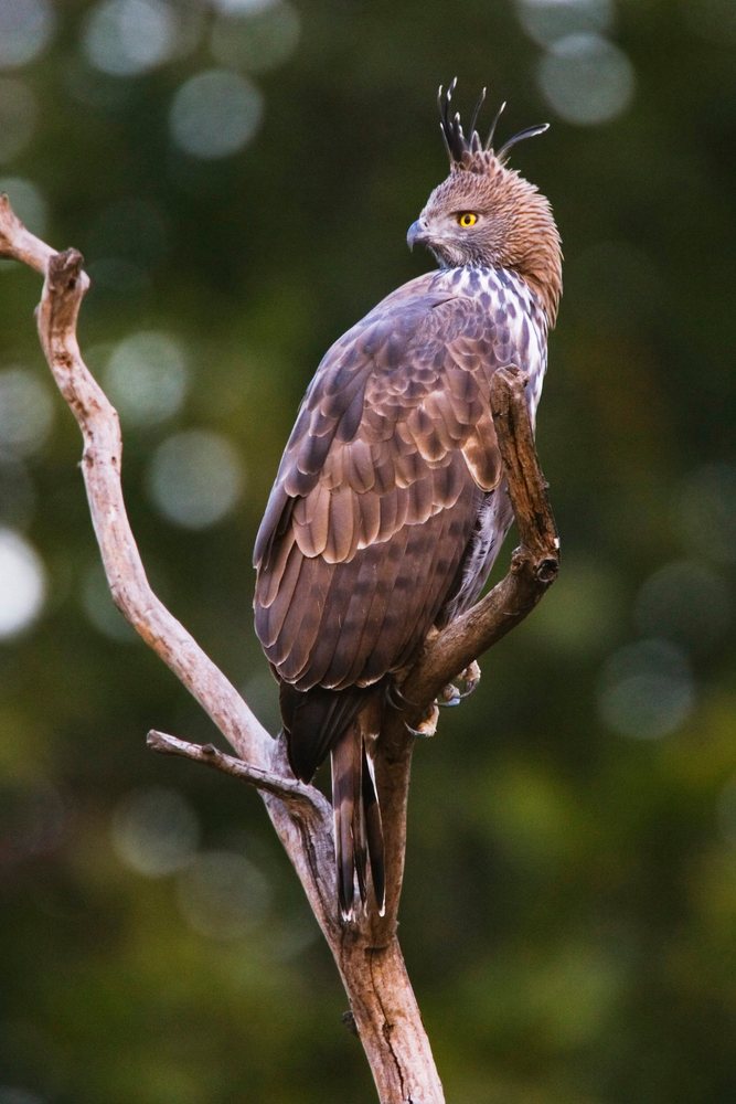 Crested hawk eagle perched on a branch in forest environment