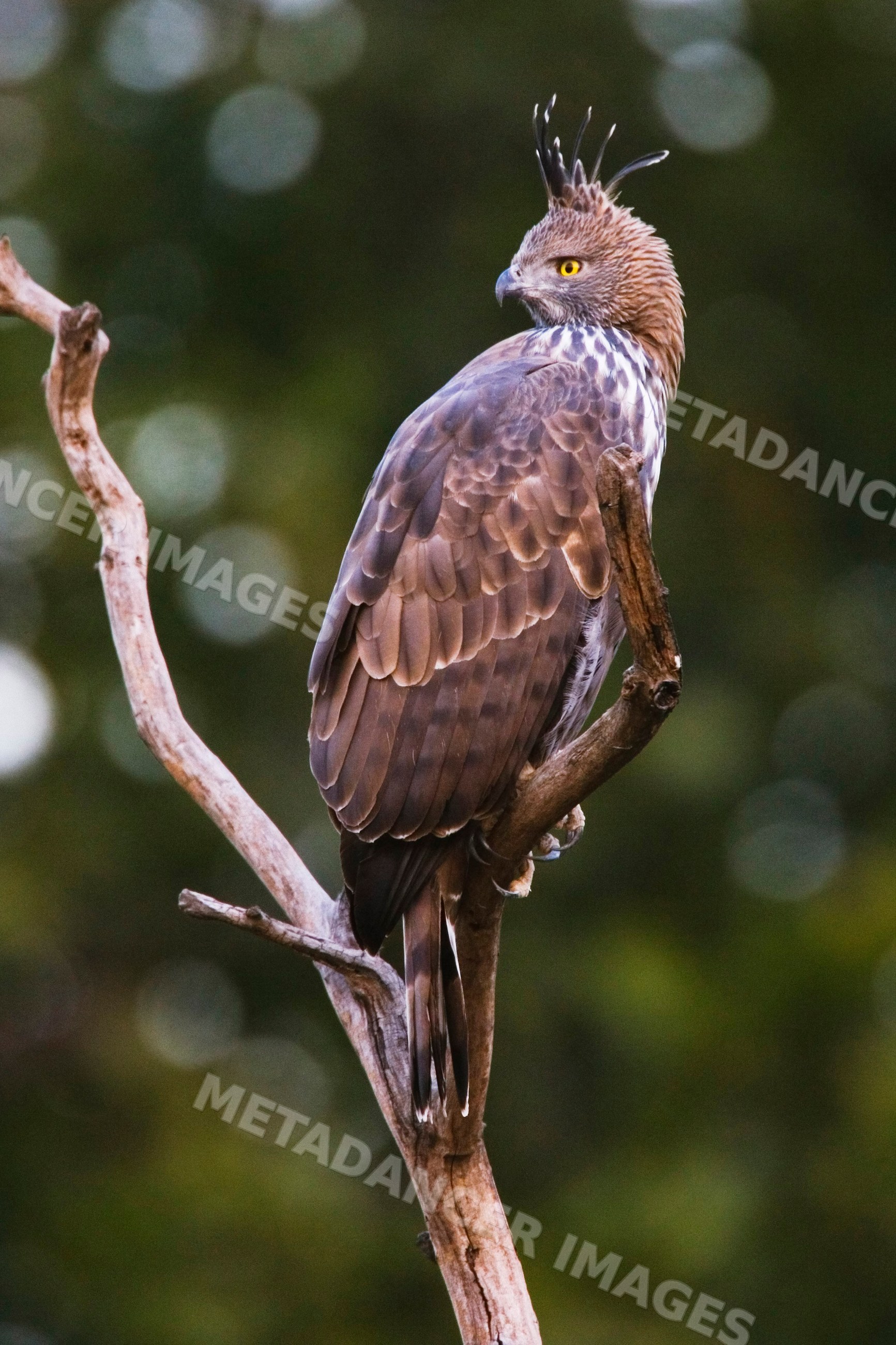 Crested hawk eagle perched on a branch in forest environment