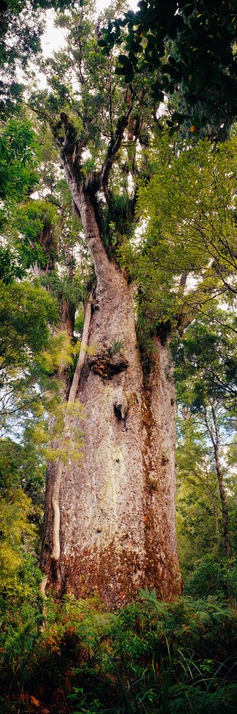 Te matua ngahere giant kauri tree in new zealand forest
