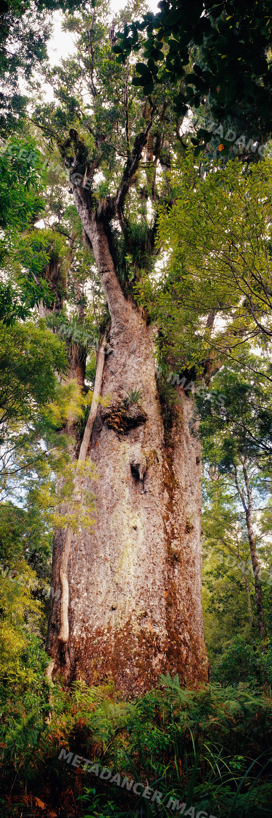 Te matua ngahere giant kauri tree in new zealand forest