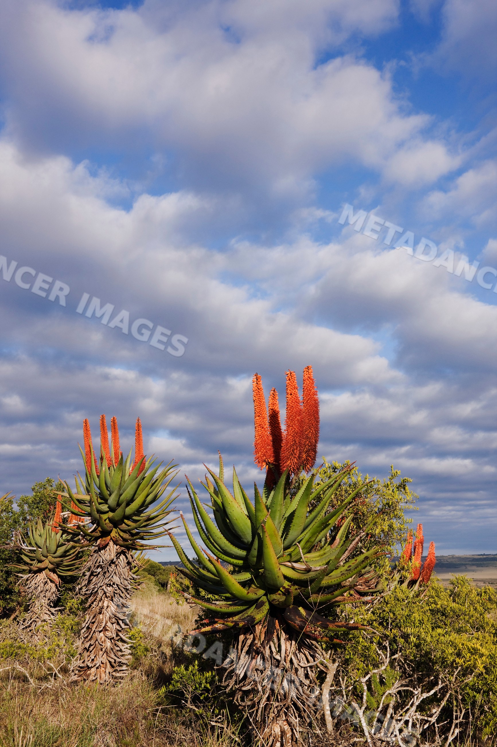 Flowering aloe plants in natural landscape south africa