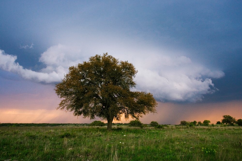 Oak tree with thundercloud over field in Texas USA