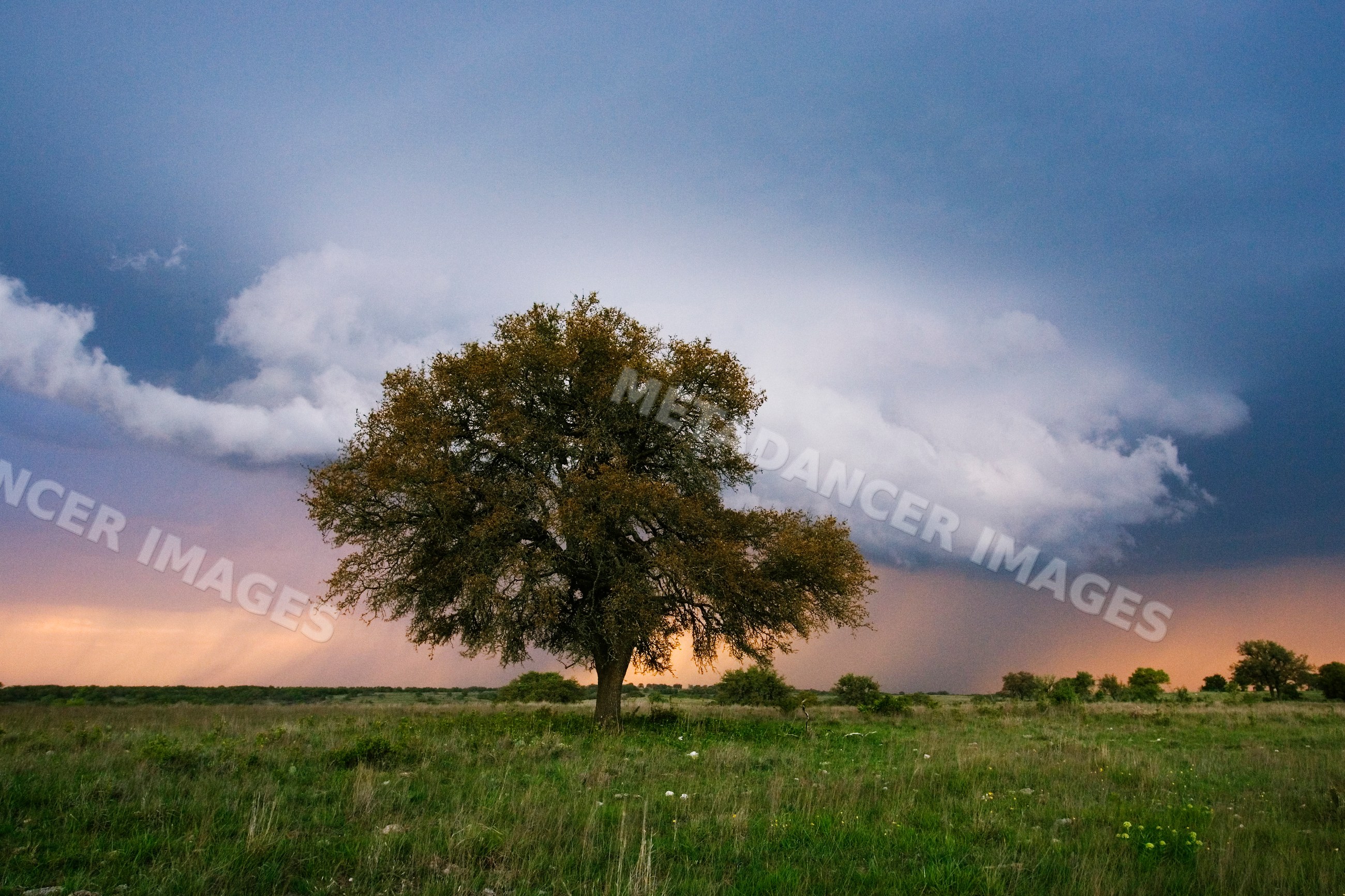 Oak tree with thundercloud over field in Texas USA