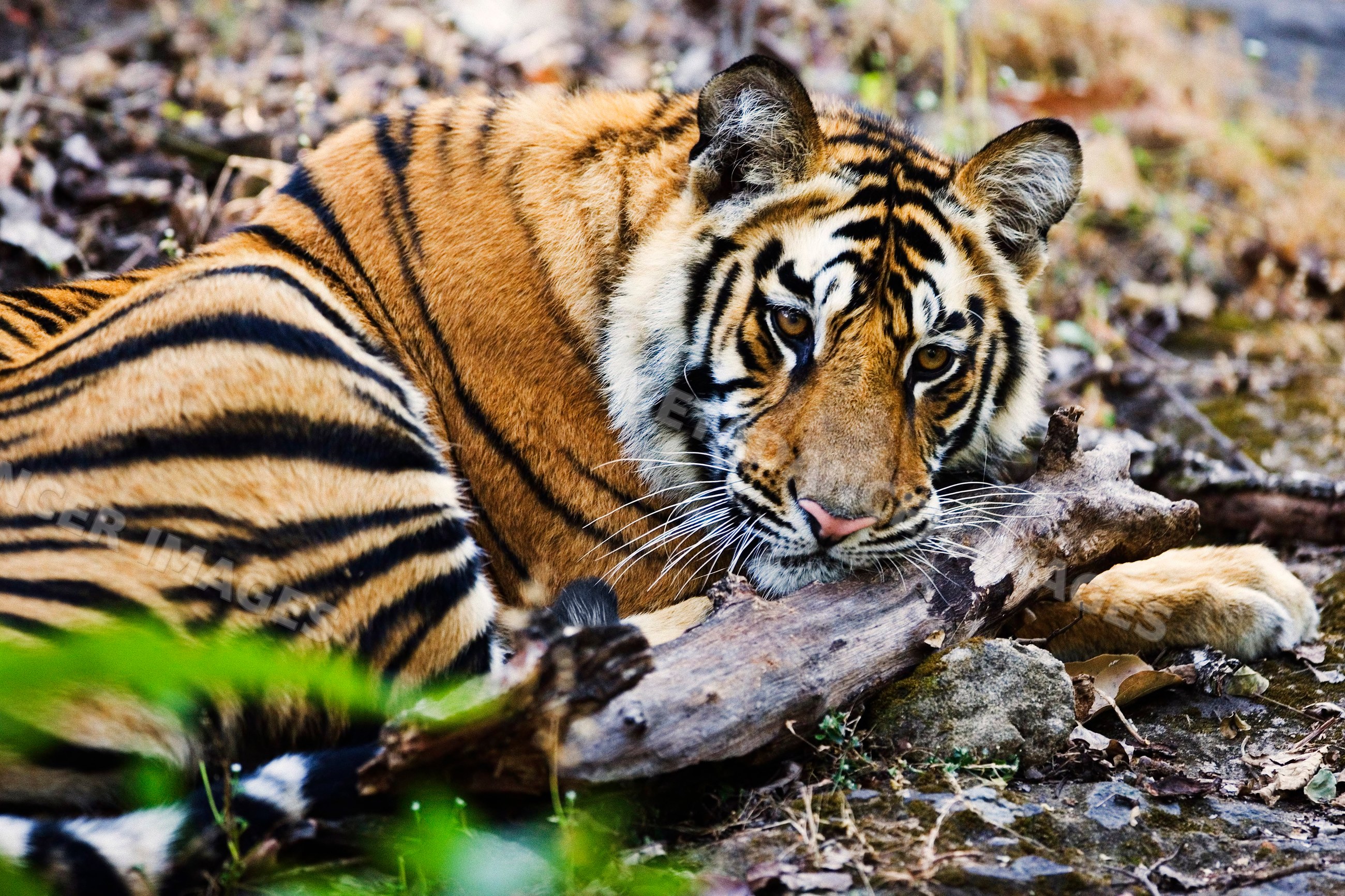 Tiger resting on the forest floor