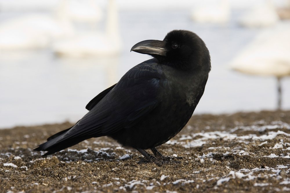 Raven on snowy ground Japan