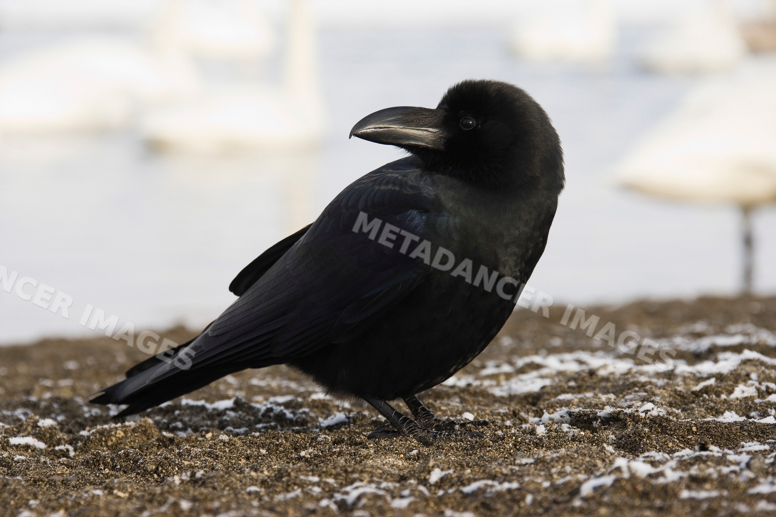 Raven on snowy ground Japan