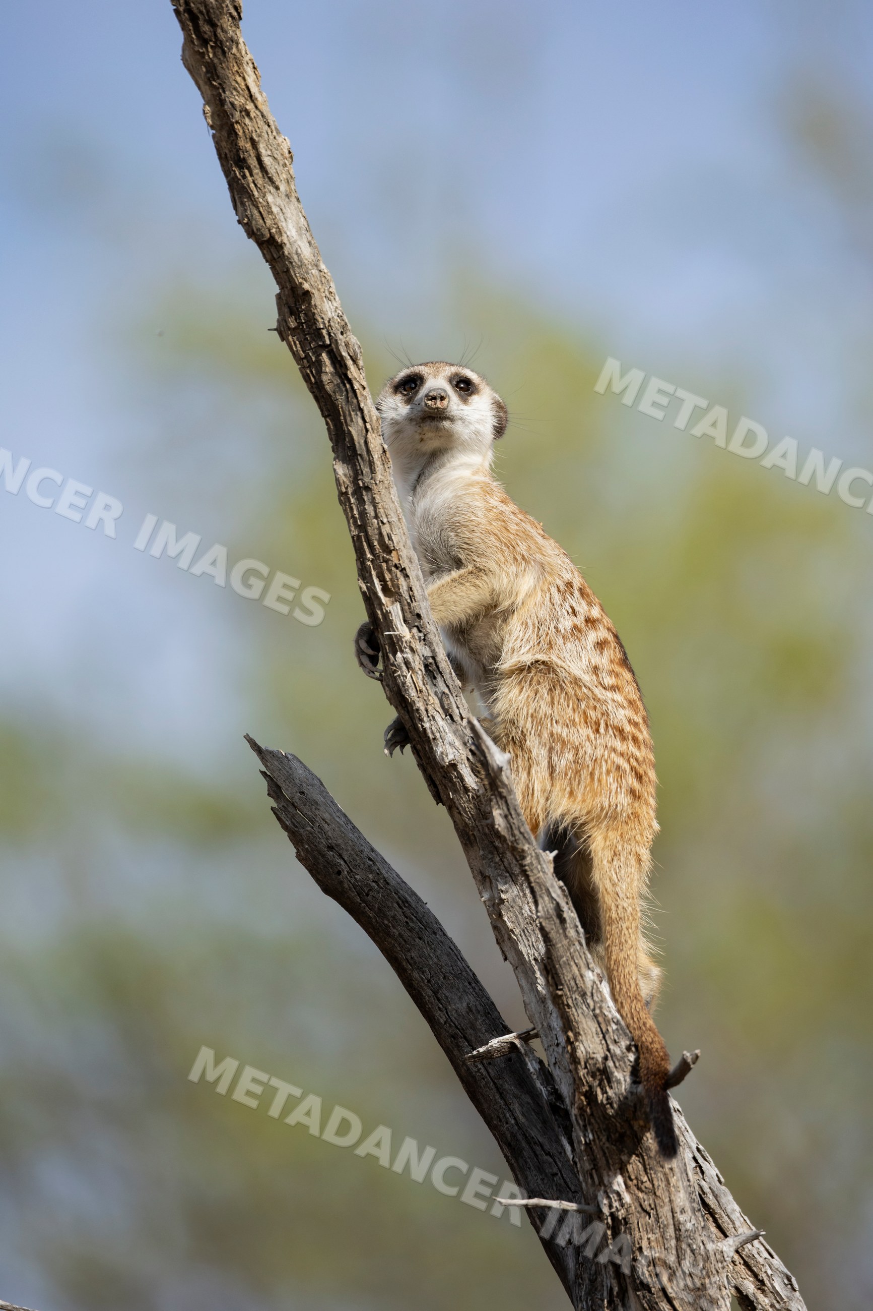 Meerkat climbing dead tree acting as sentry