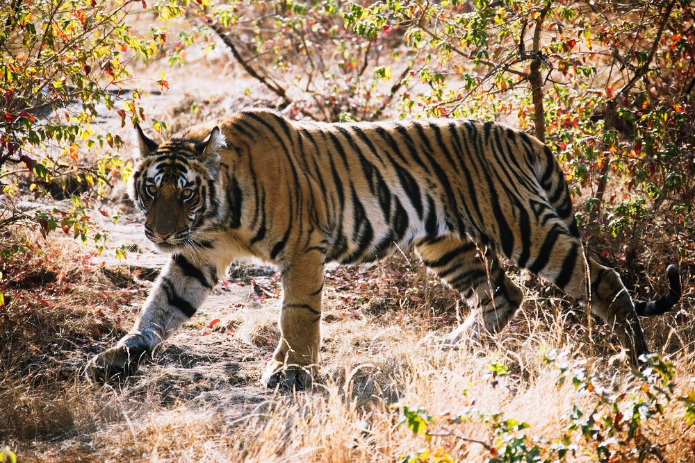 Tiger walking cautiously in forest with dry grass and bushes