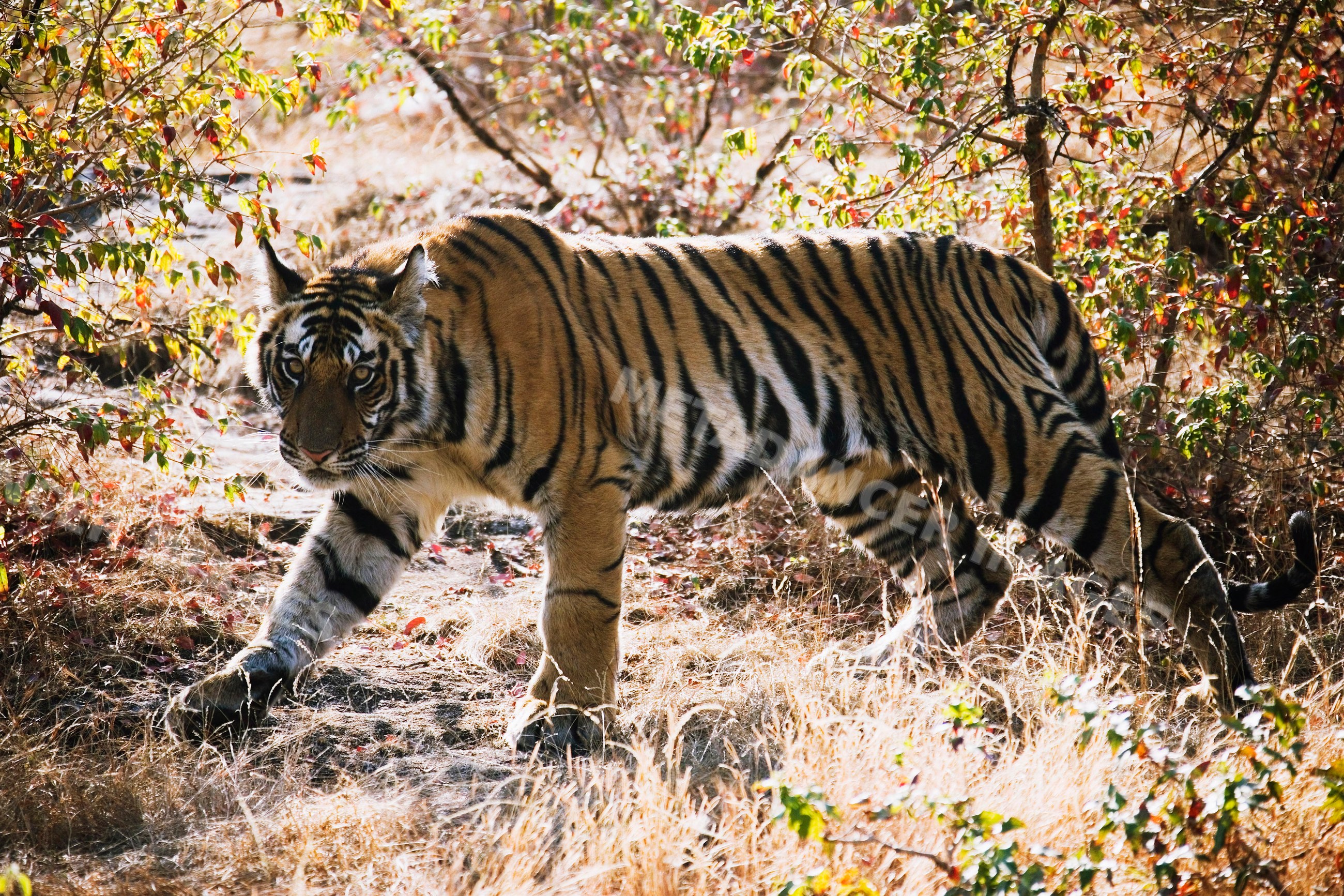 Tiger walking cautiously in forest with dry grass and bushes