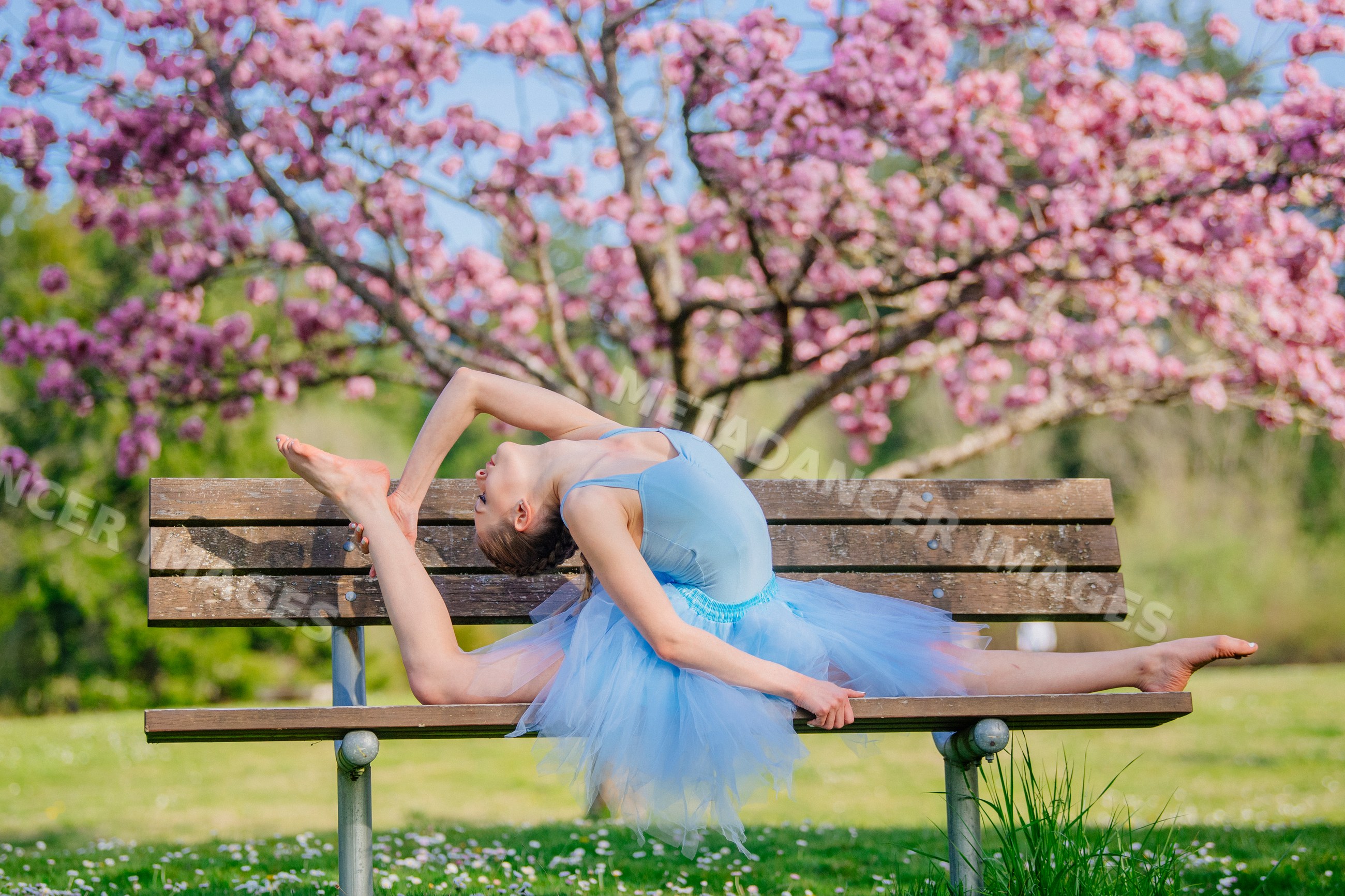 Ballet white dancer stretching backward on bench with cherry blossoms