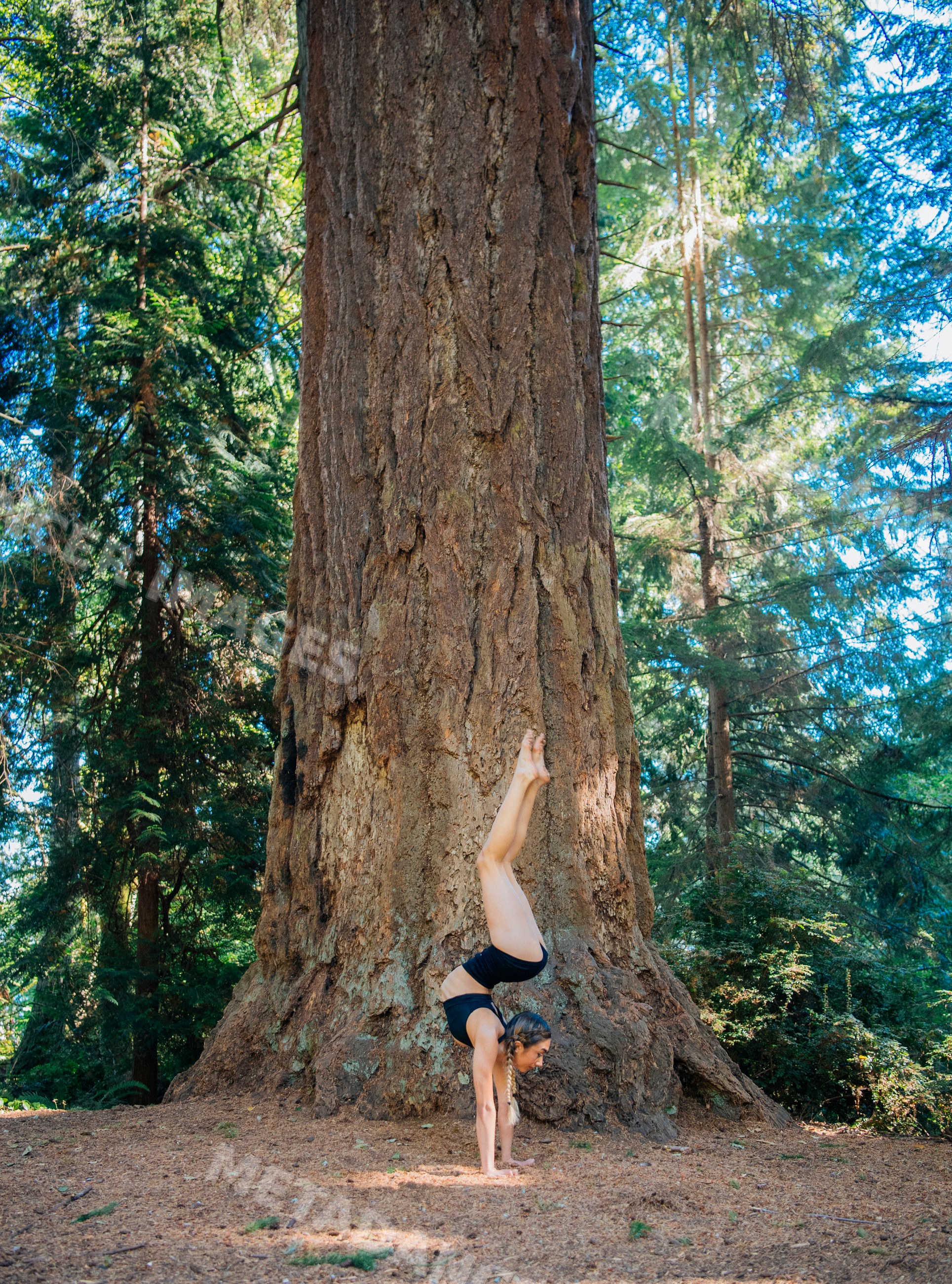 Contortionist doing a handstand by a giant tree in forest