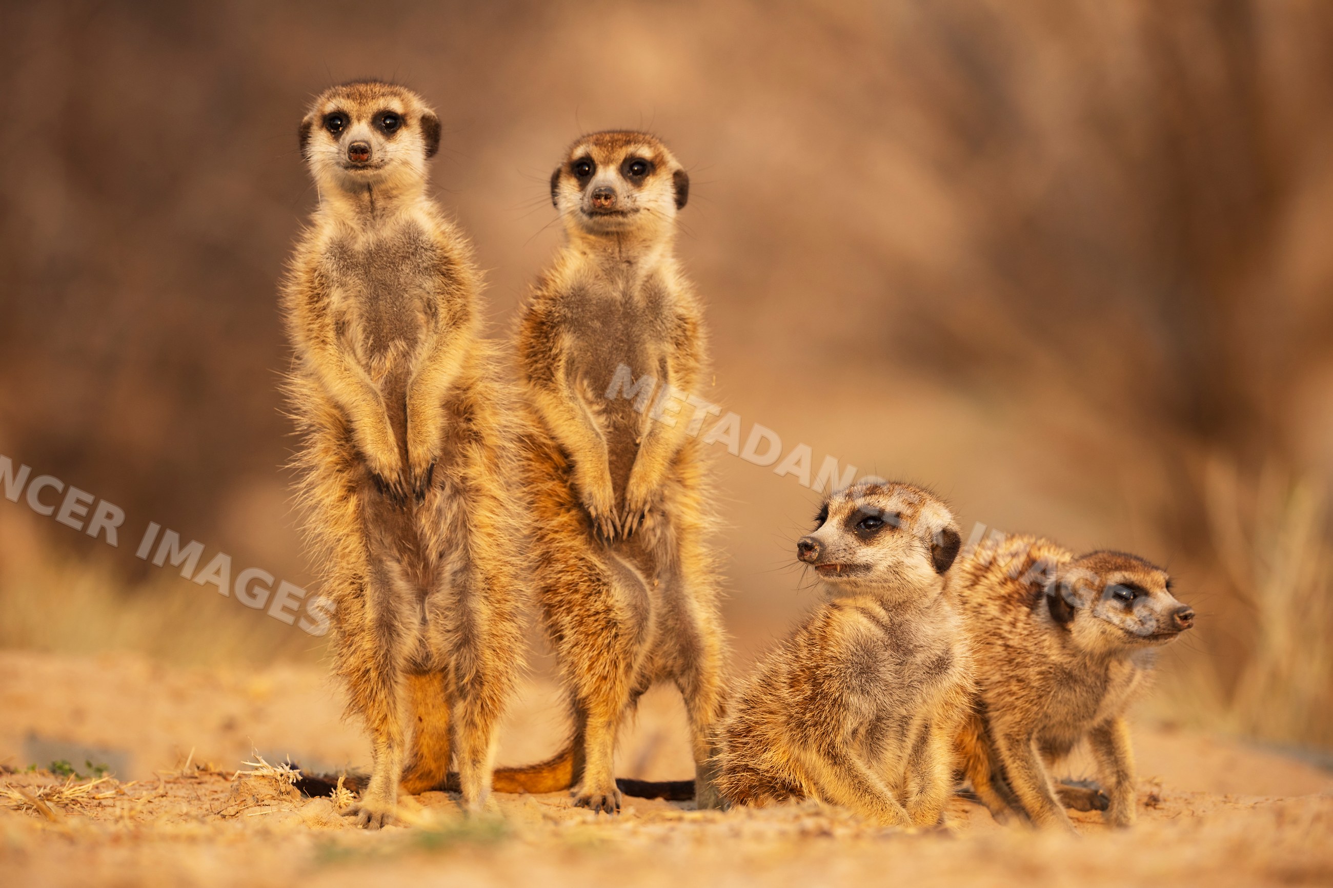 Meerkats standing and sitting in the Kalahari Desert at Sunrise