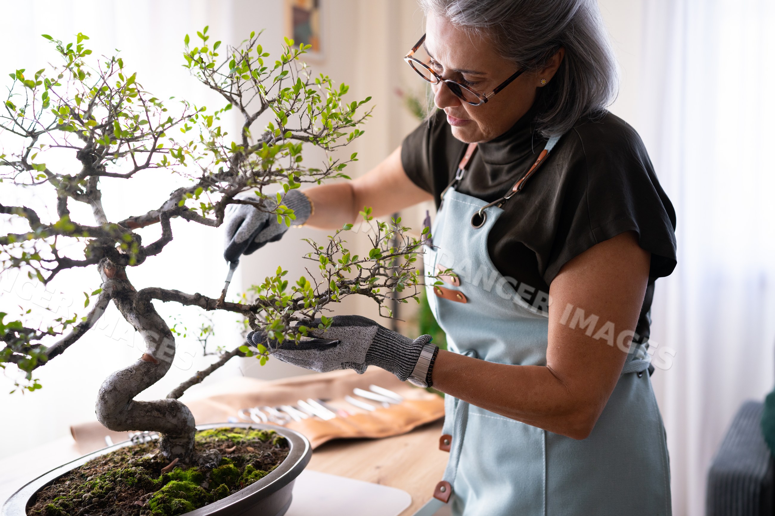 White woman pruning bonsai tree indoors wearing gloves and apron