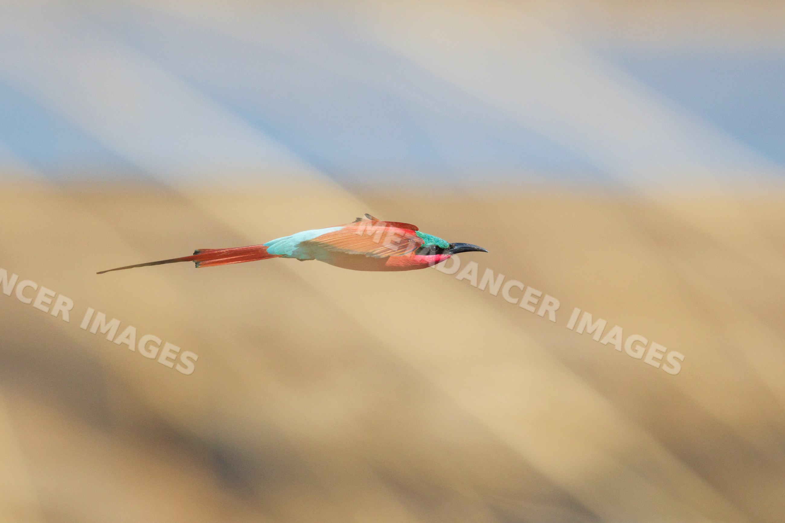 Carmine bee-eater flying through cliff-top grasses in a park