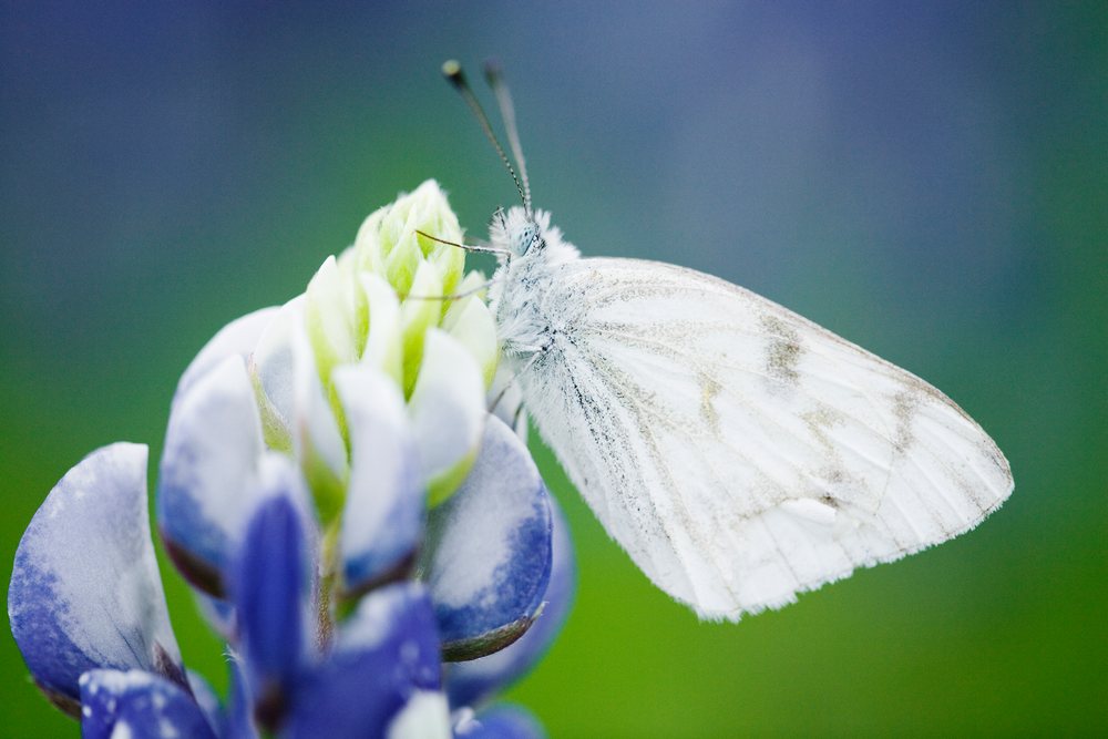 White butterfly on texas bluebonnet flower
