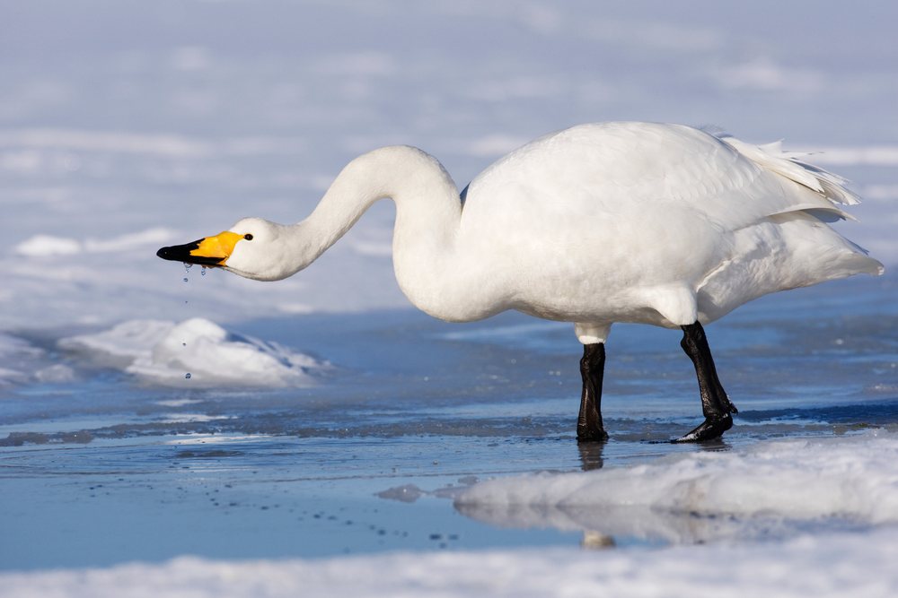 Whooper swan drinking water from icy lake