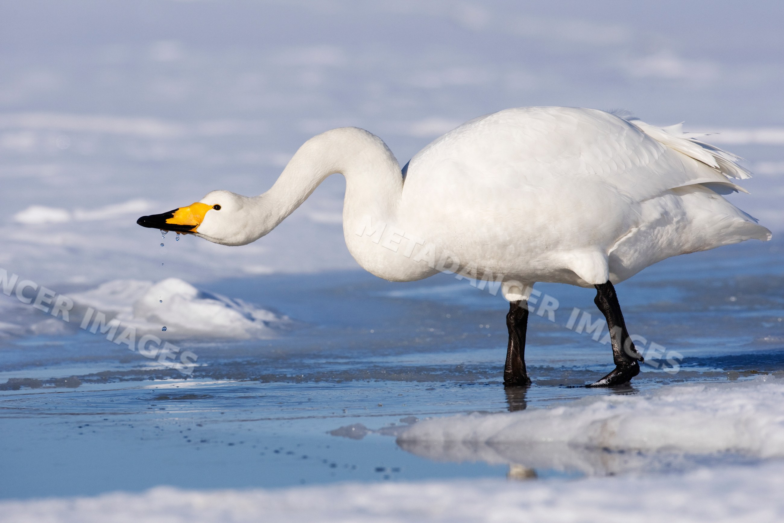 Whooper swan drinking water from icy lake