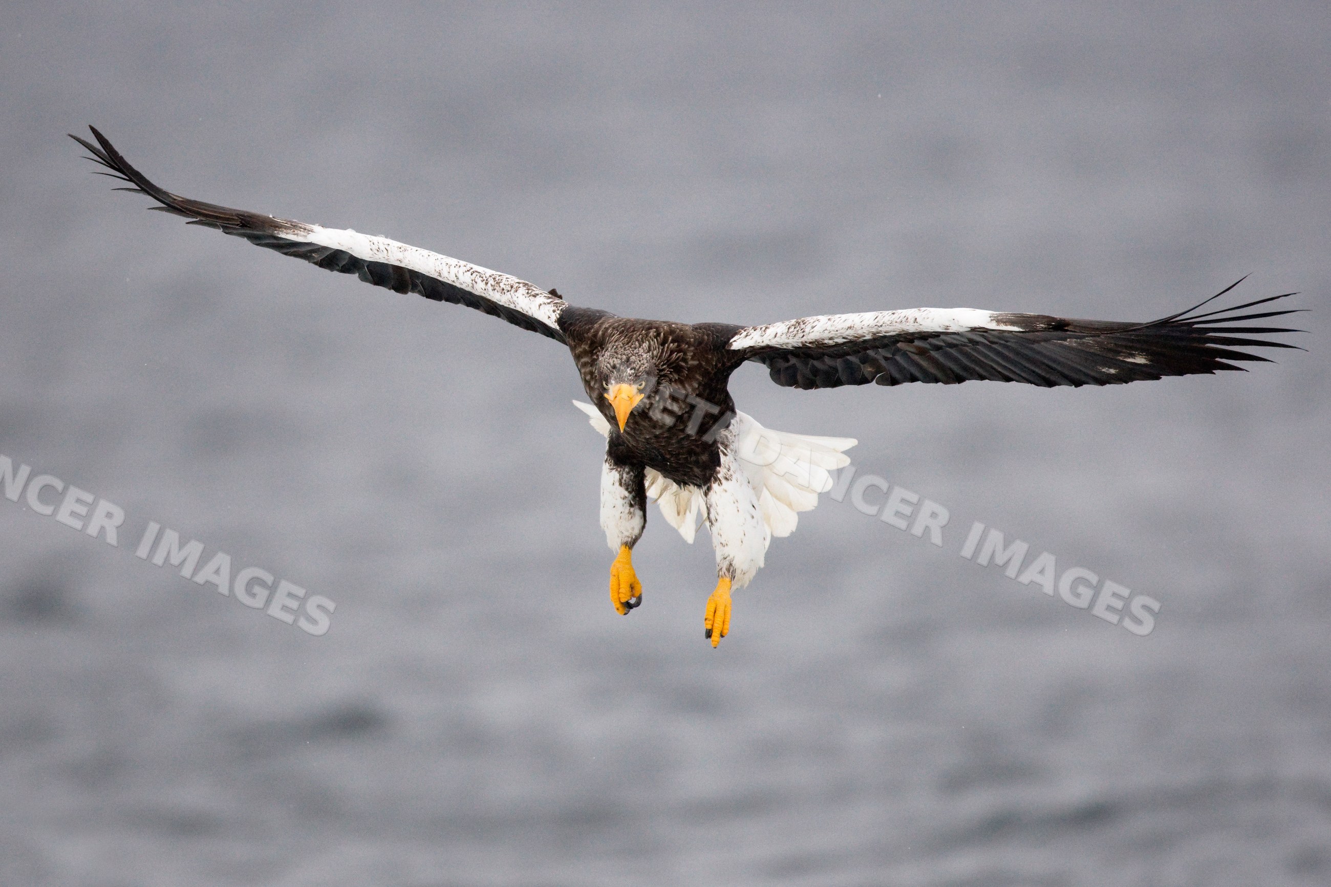 Steller's sea eagle flying over nemuro channel near shiretoko