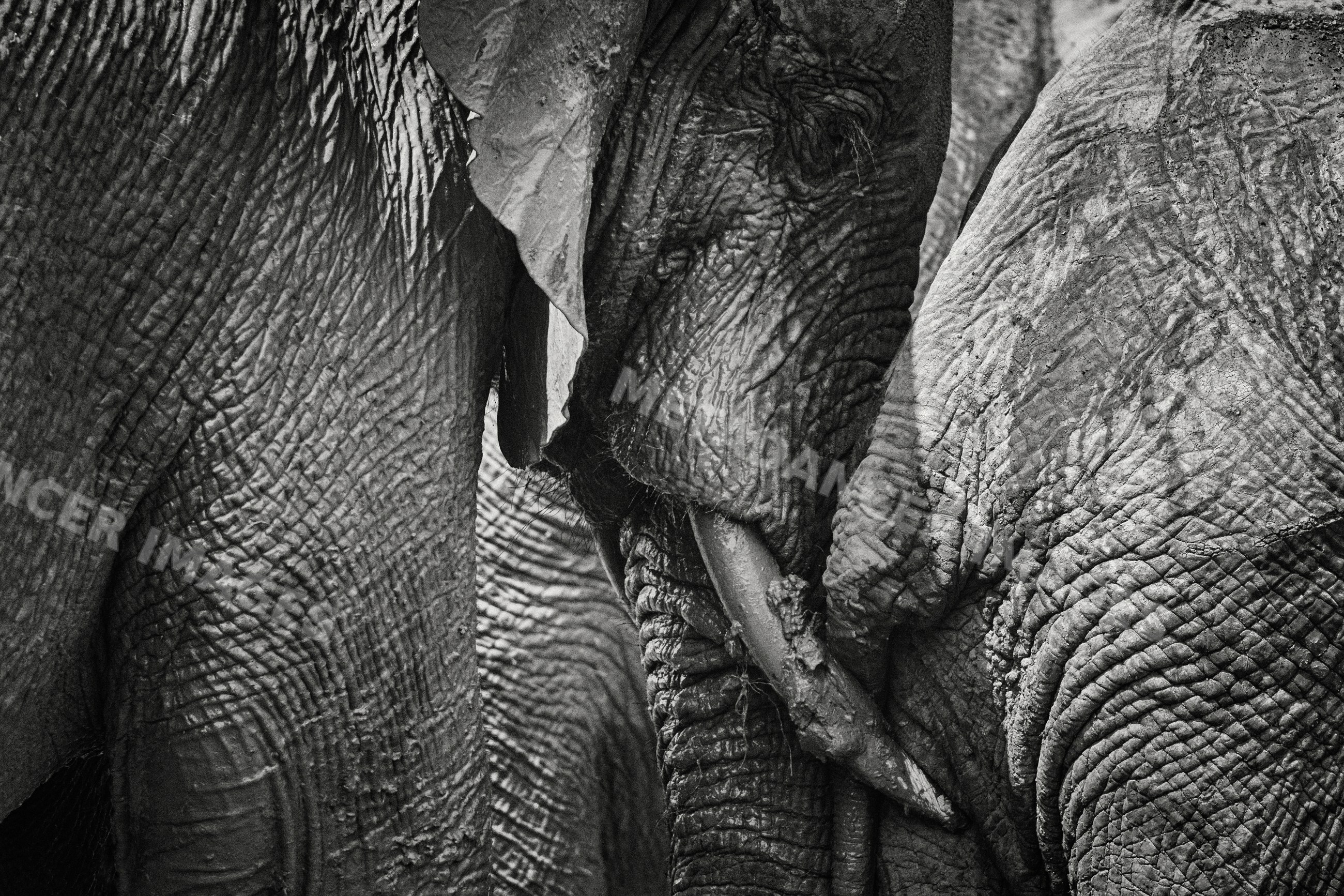 Close-up of African elephants in south luangwa national park, Zambia