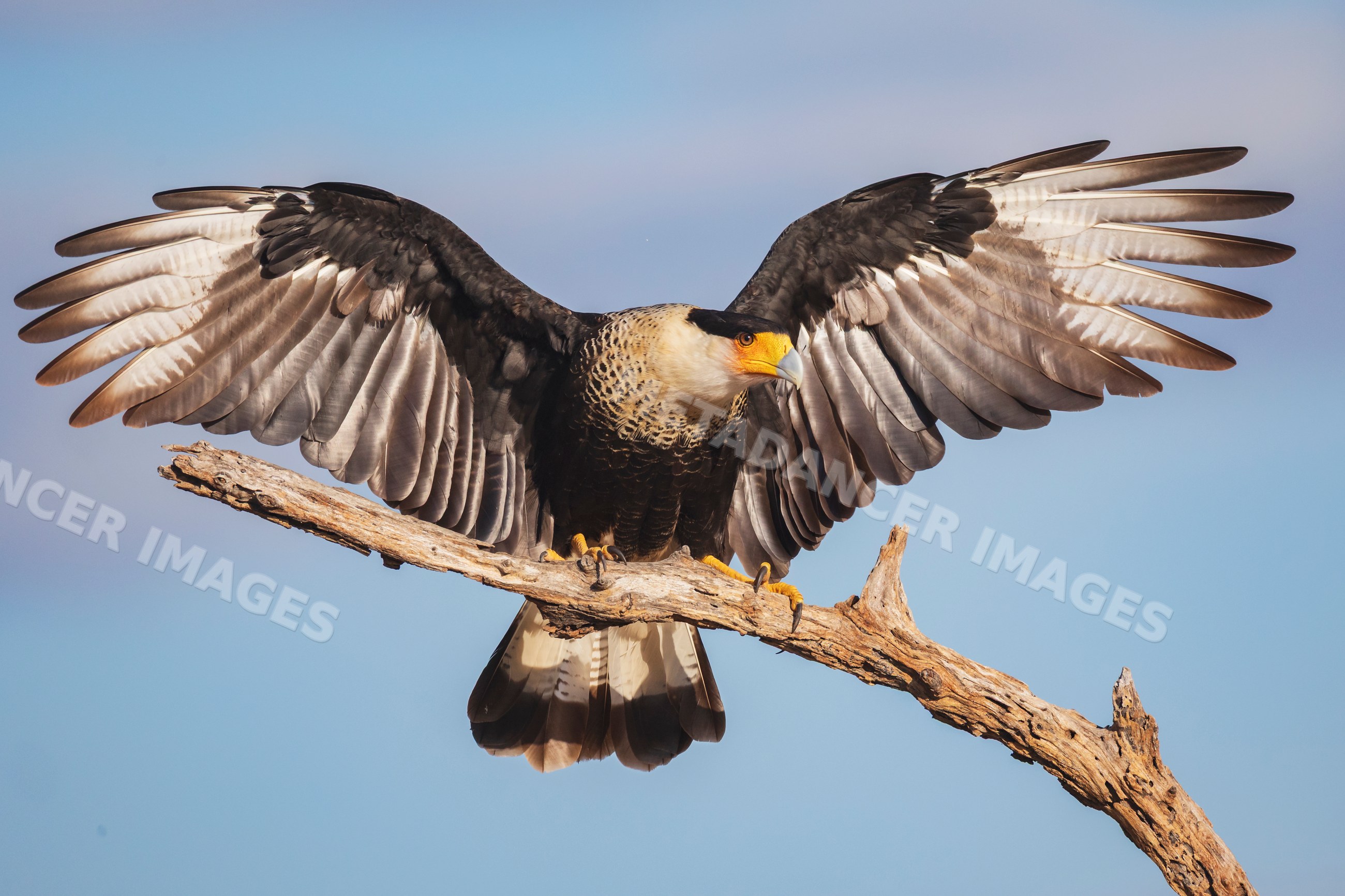 Crested Caracara bird with outstretched wings perched on branch