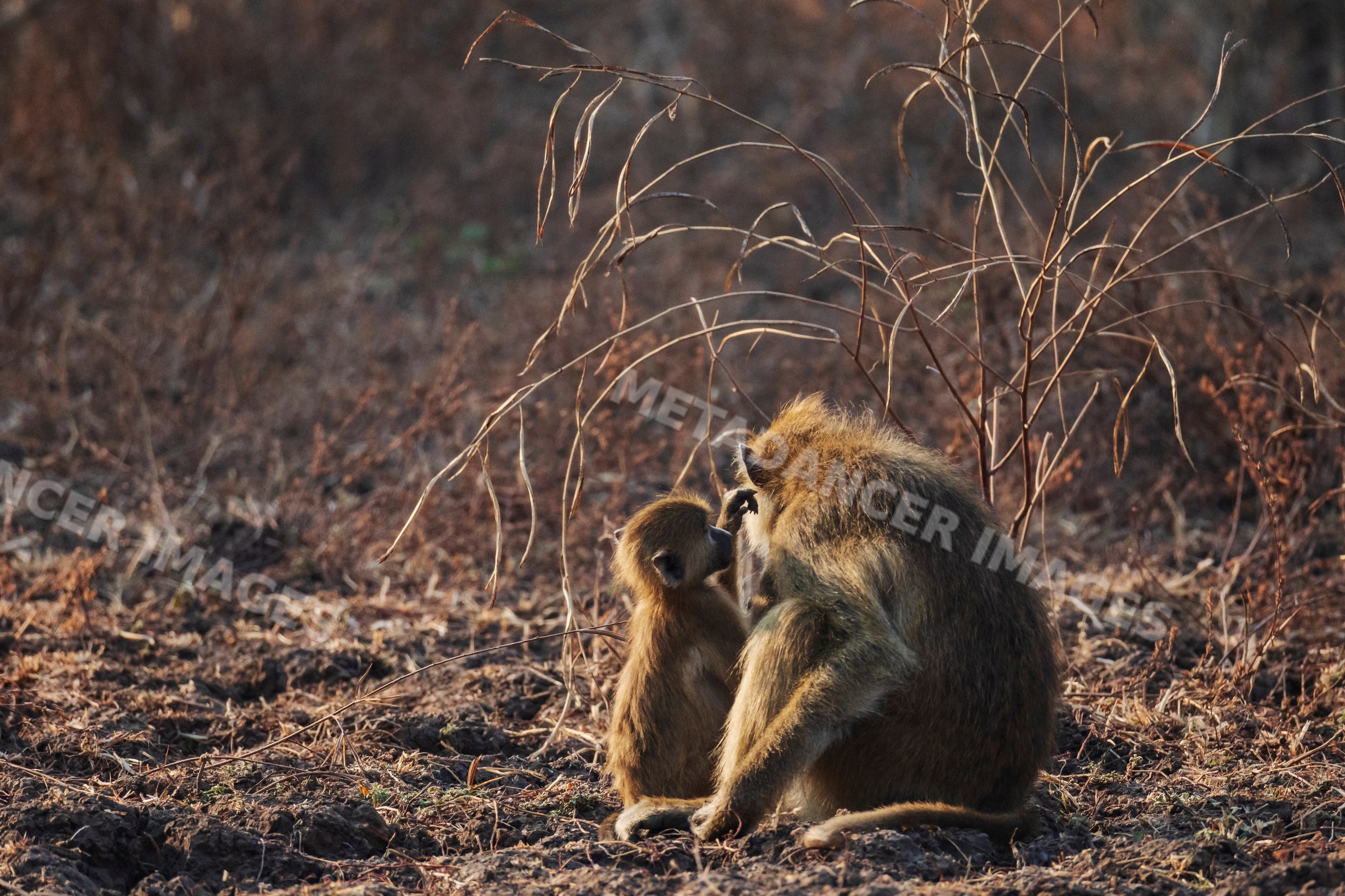 Baboons grooming in South Luangwa national park Zambia