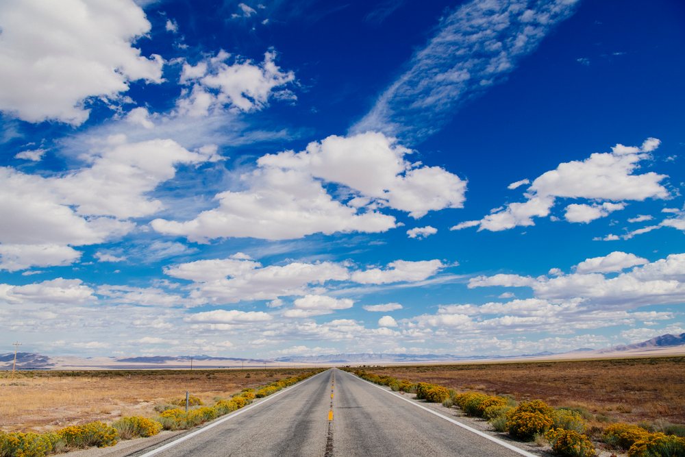 Straight road through yellow flowering desert landscape