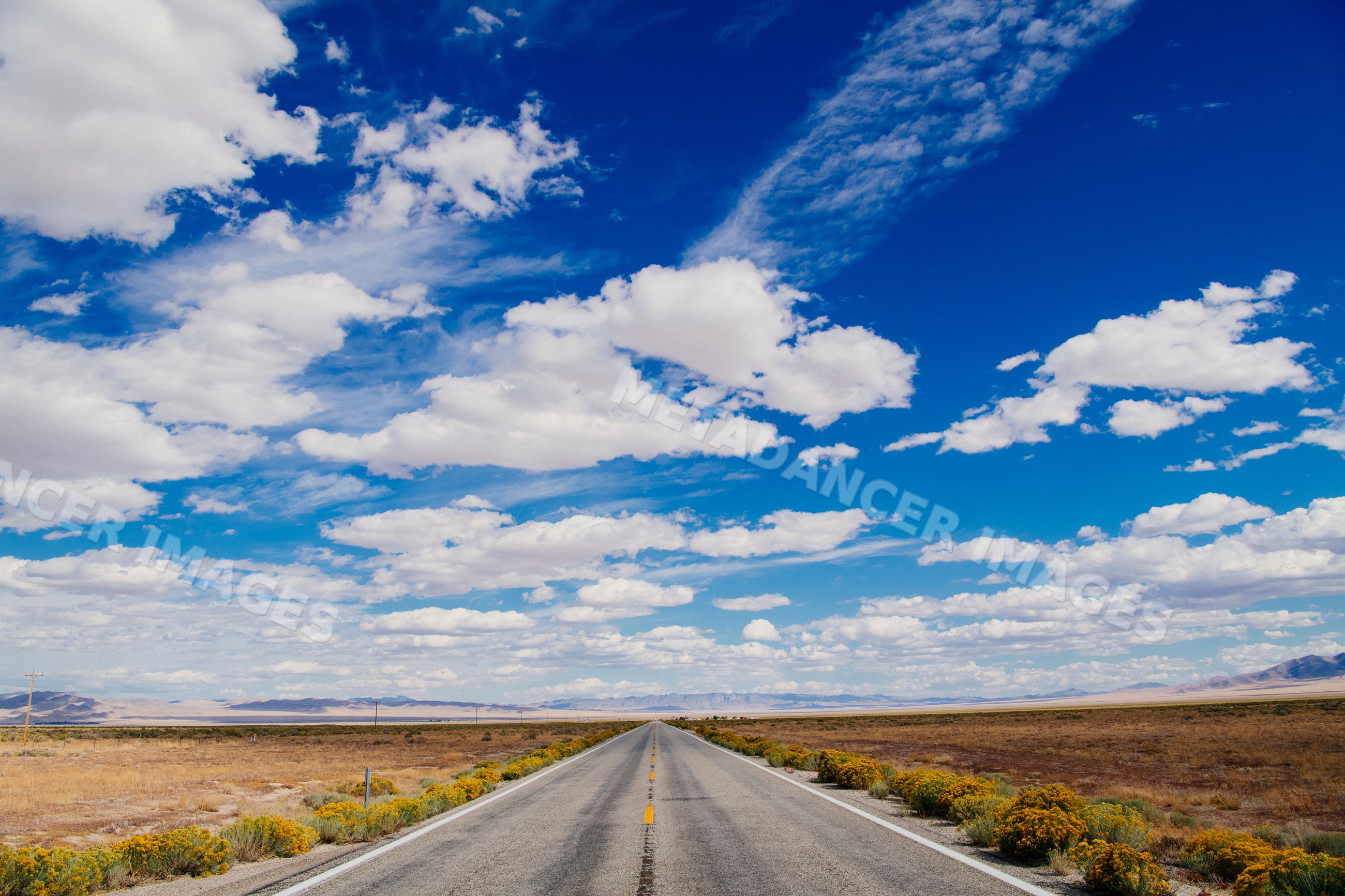 Straight road through yellow flowering desert landscape