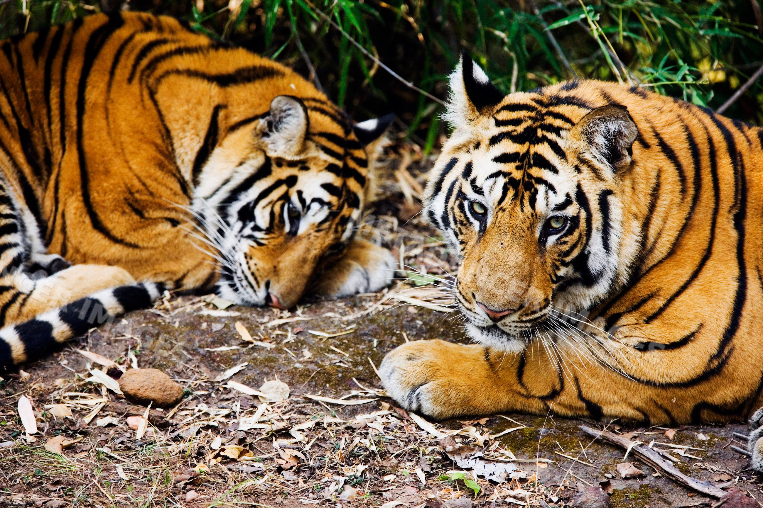 Two tigers resting on forest floor in natural wildlife setting