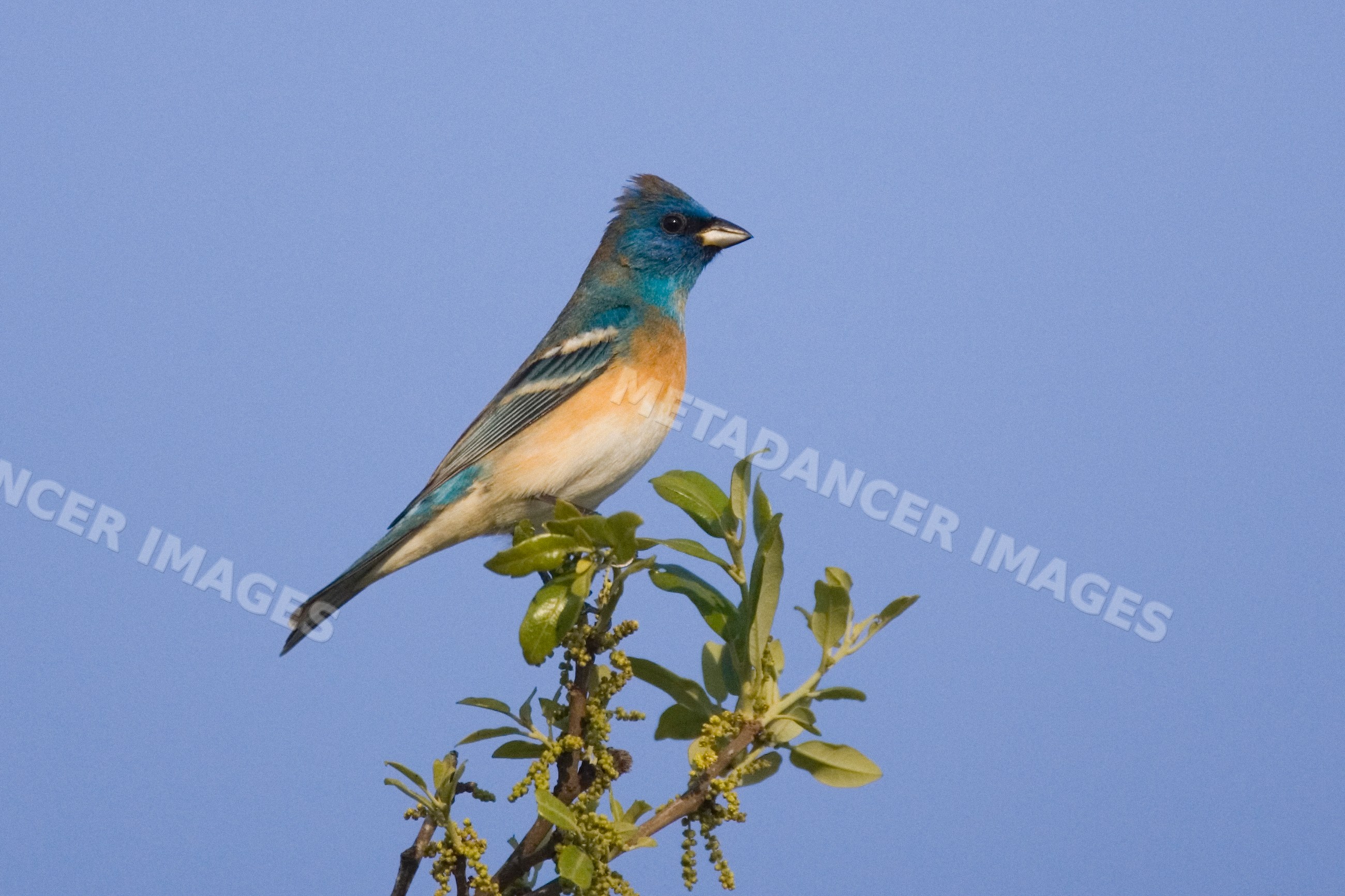 Lazuli bunting perched on tree top
