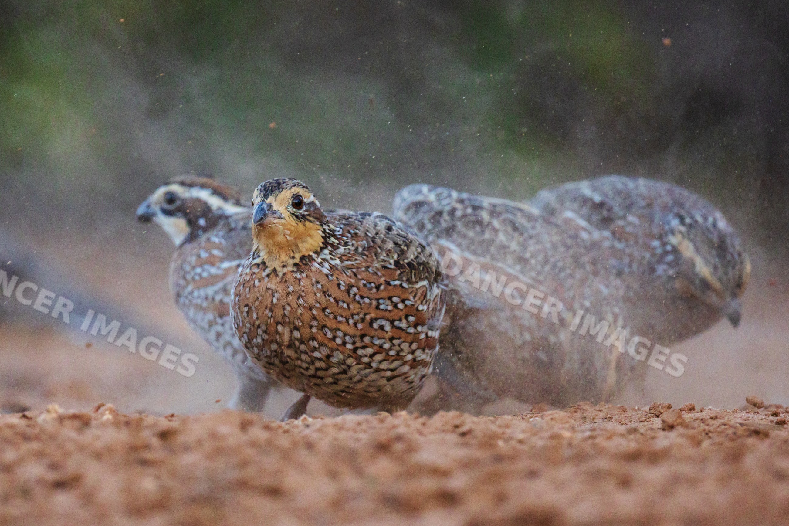 Bobwhite quail scratching for food in dusty terrain