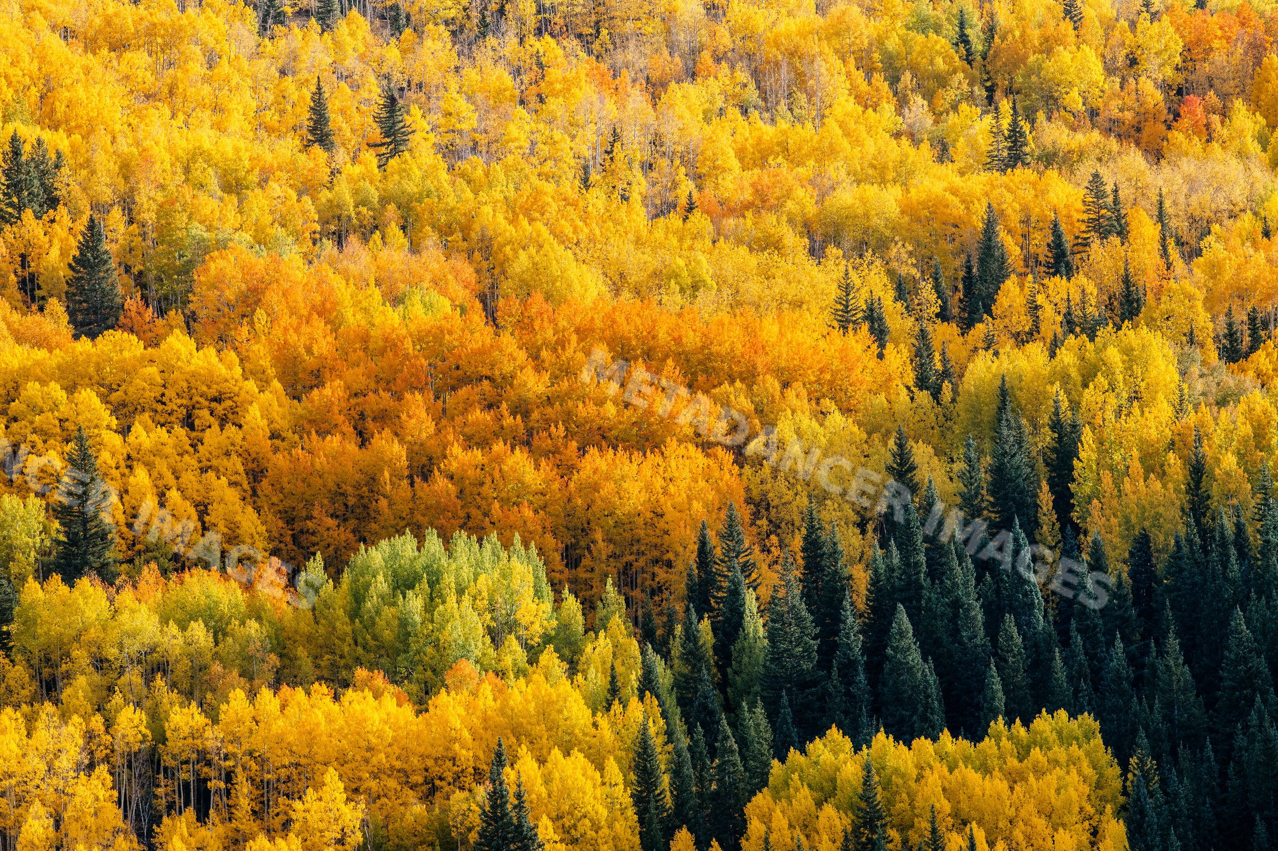 Autumn forest in Durango Colorado with colorful aspen and evergreen