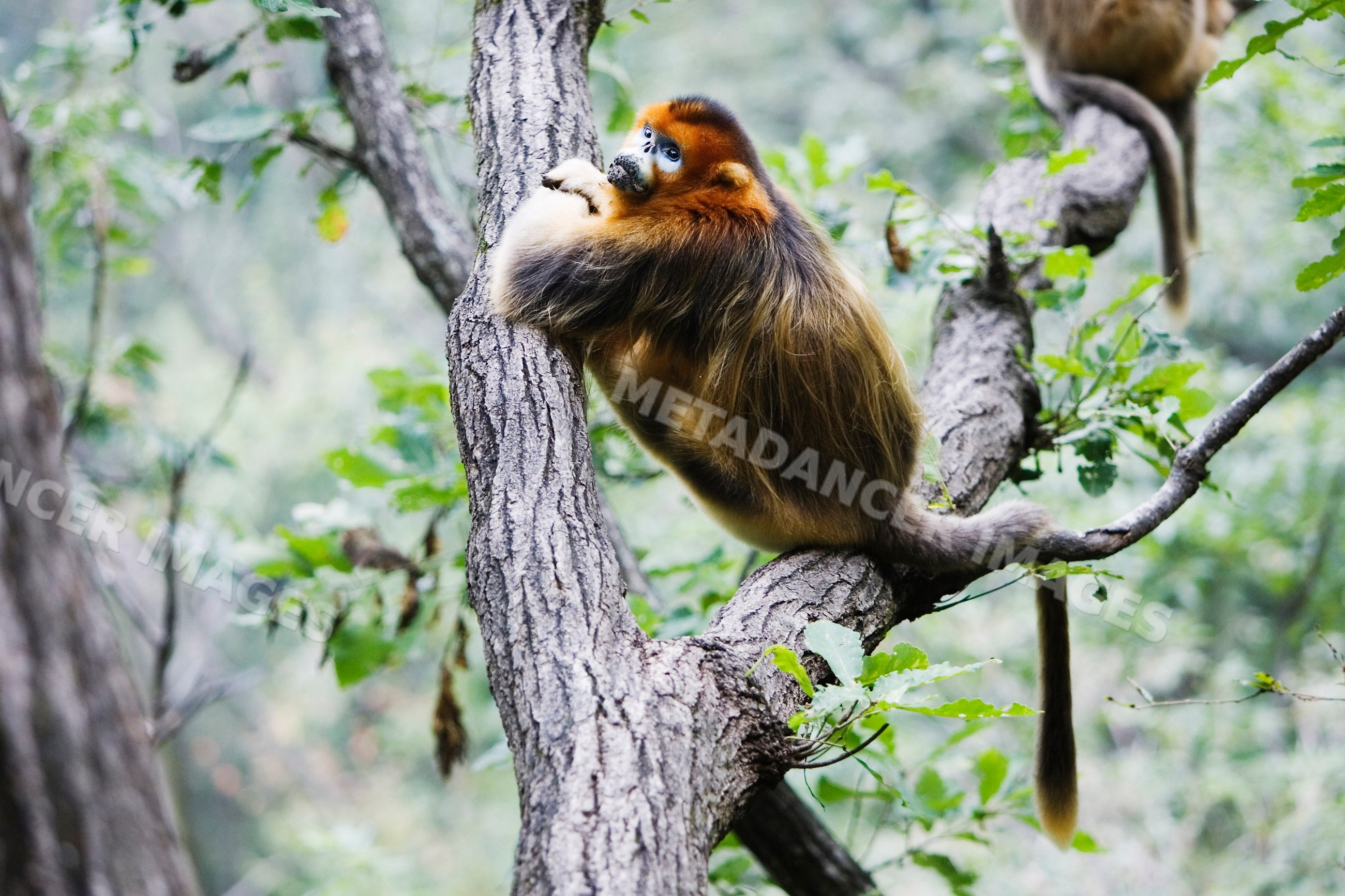 Golden monkey perched on tree branch, china
