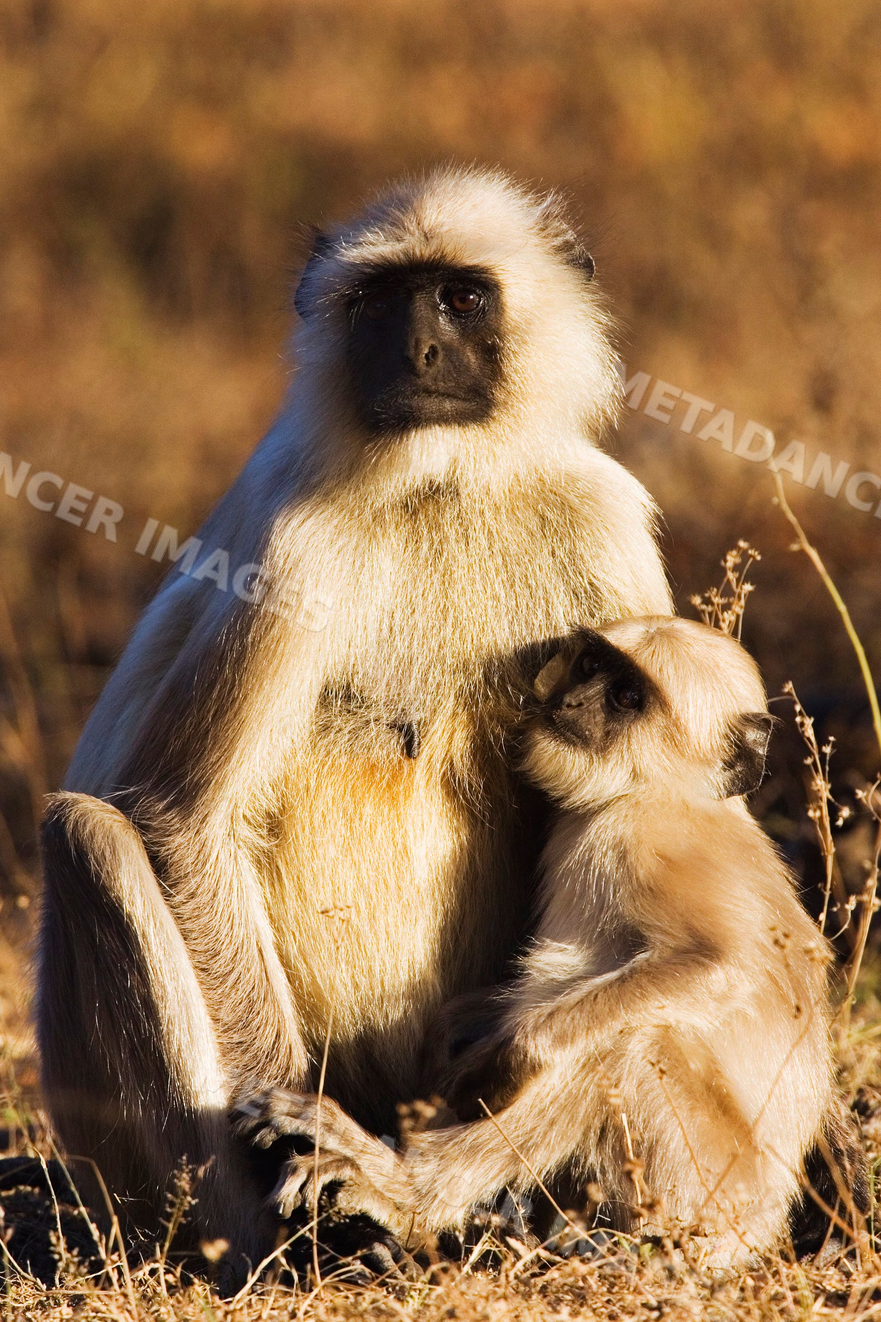 Mother langur monkey sitting with baby in natural habitat