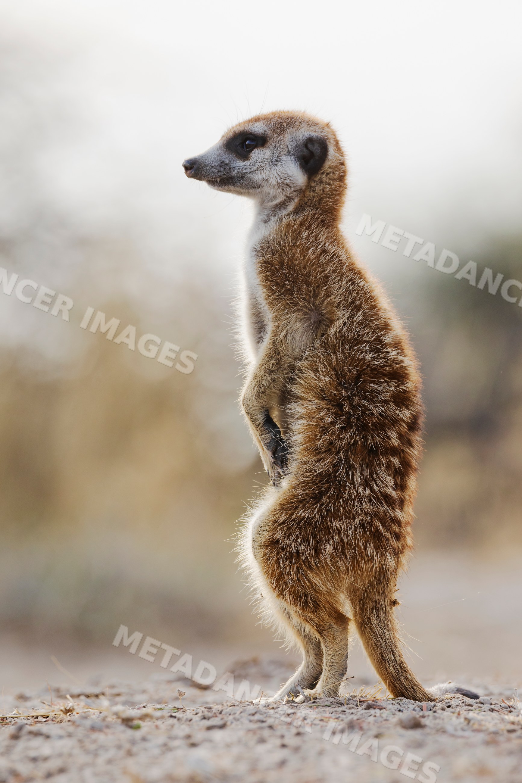 Meerkat standing alert at dawn in south African desert