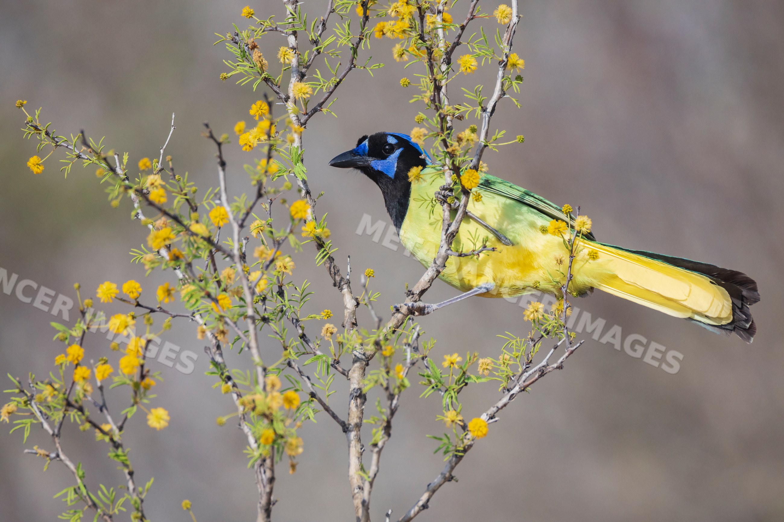 Green Jay perched on flowering Huisache Bush branch