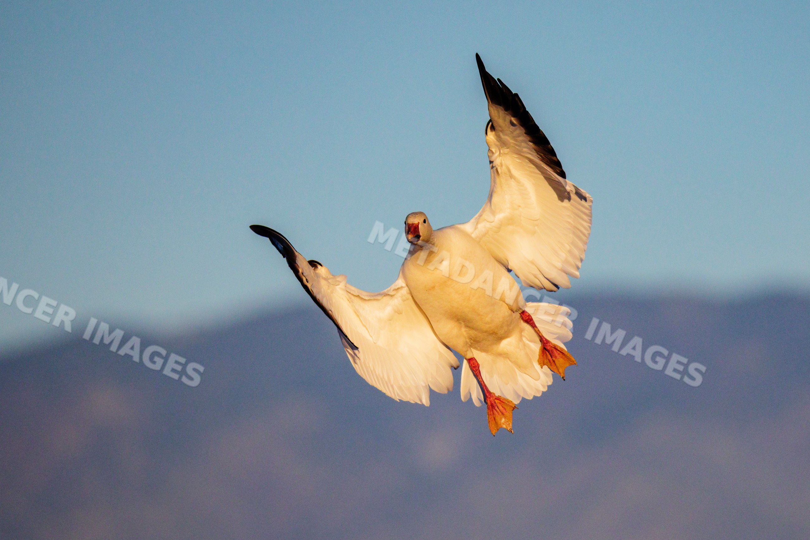 Snow goose landing at ladd s gordon waterfowl complex in New Mexico