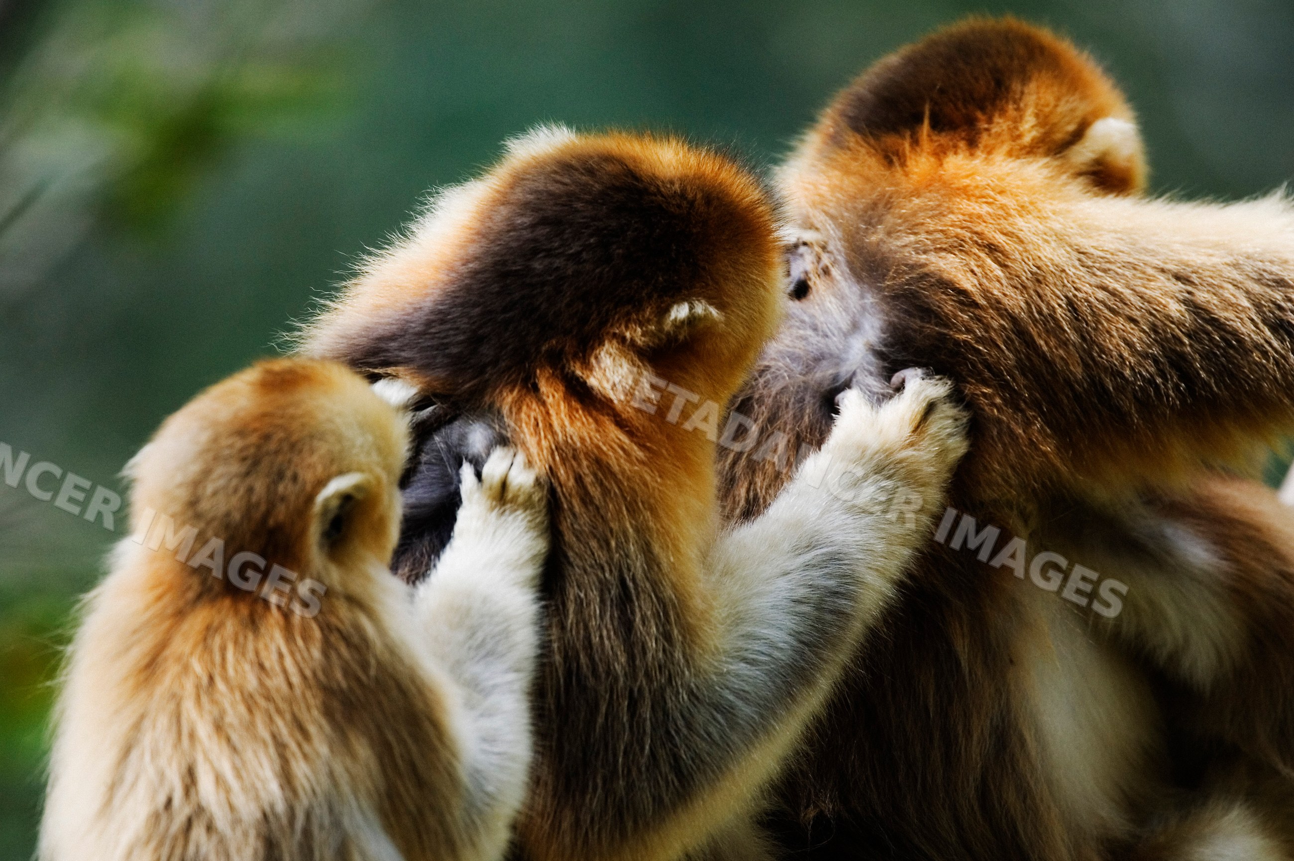 Golden monkeys grooming forest china