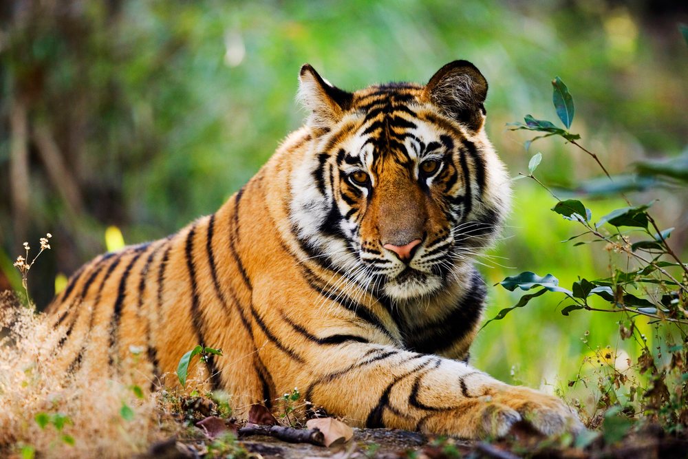 Tiger resting in natural forest environment