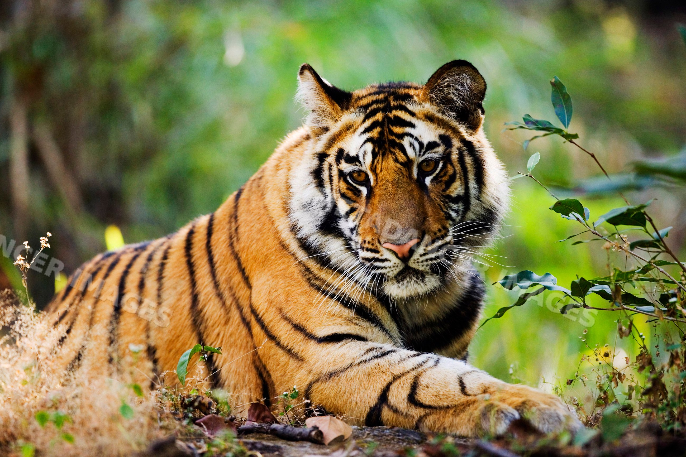 Tiger resting in natural forest environment