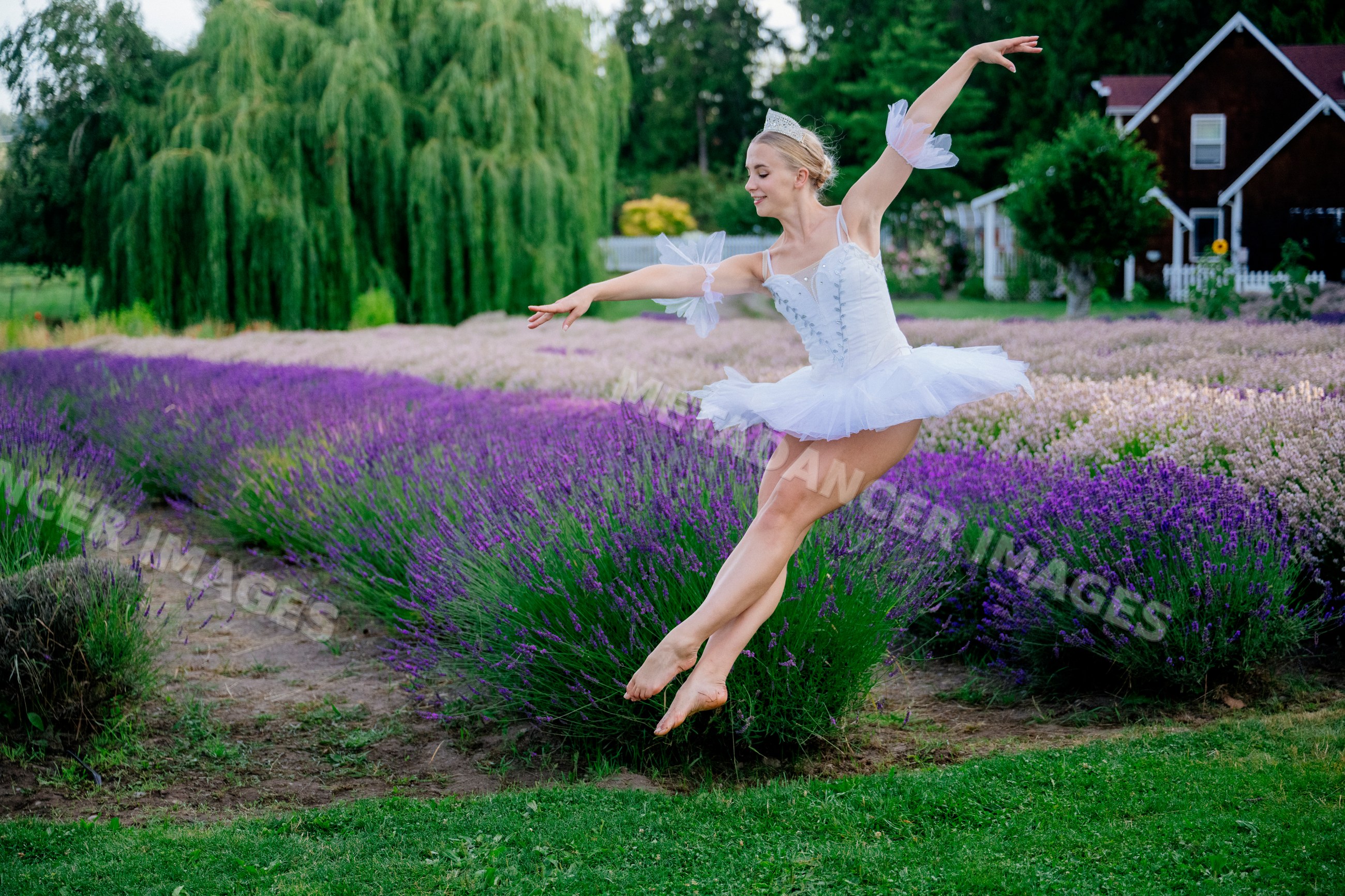 A ballet white dancer leaps gracefully in a lavender field in WA, USA