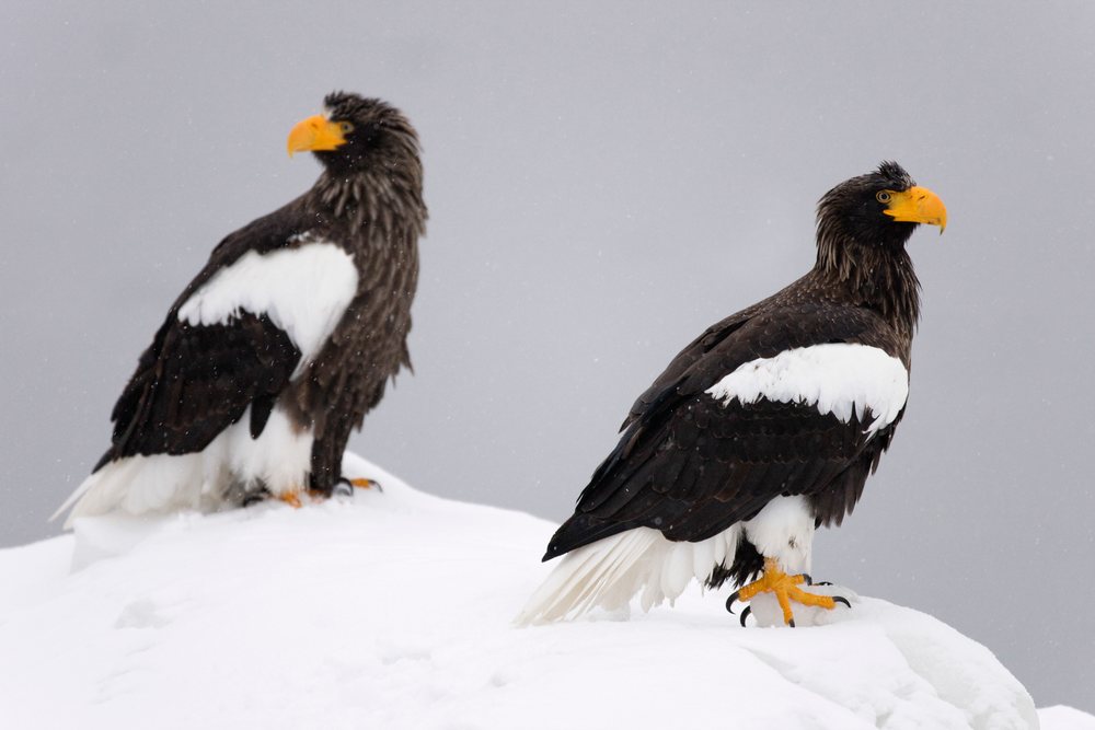 Two steller's sea eagles perched in snowy hokkaido landscape