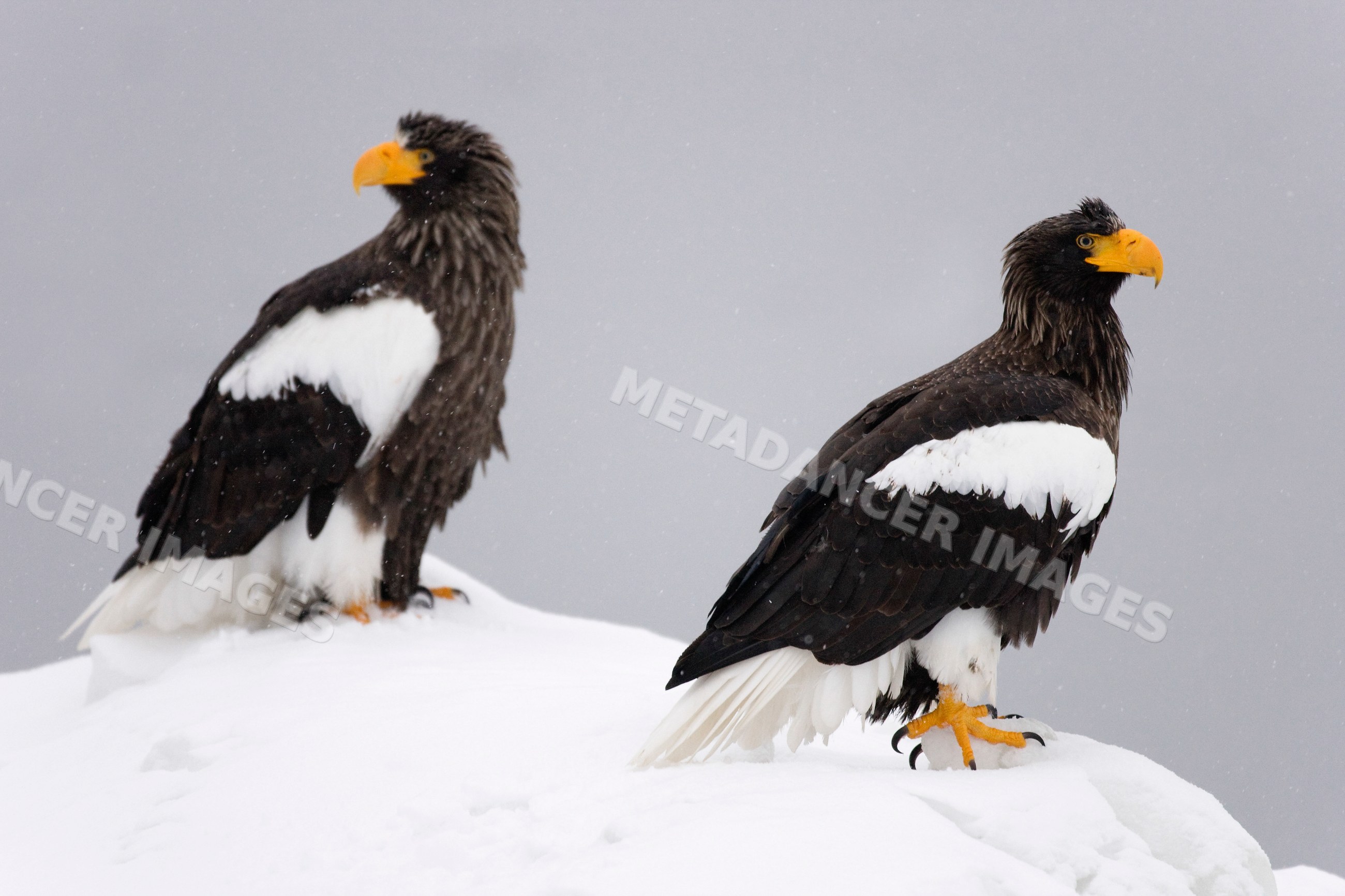 Two steller's sea eagles perched in snowy hokkaido landscape