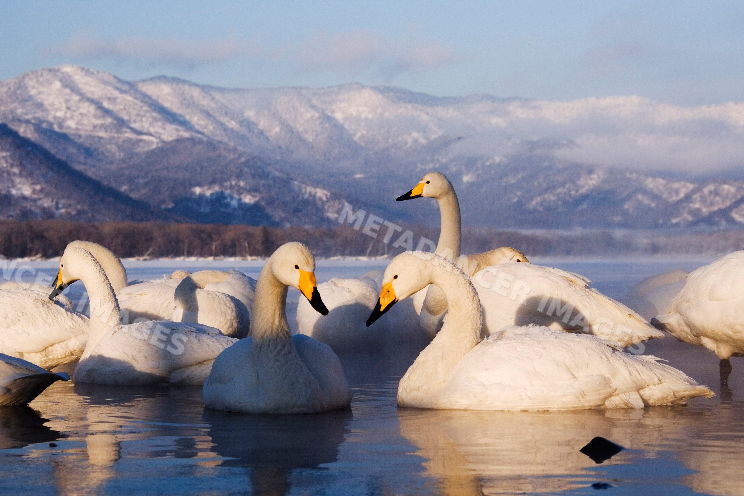 Whooper swans on kussharo lake, japan